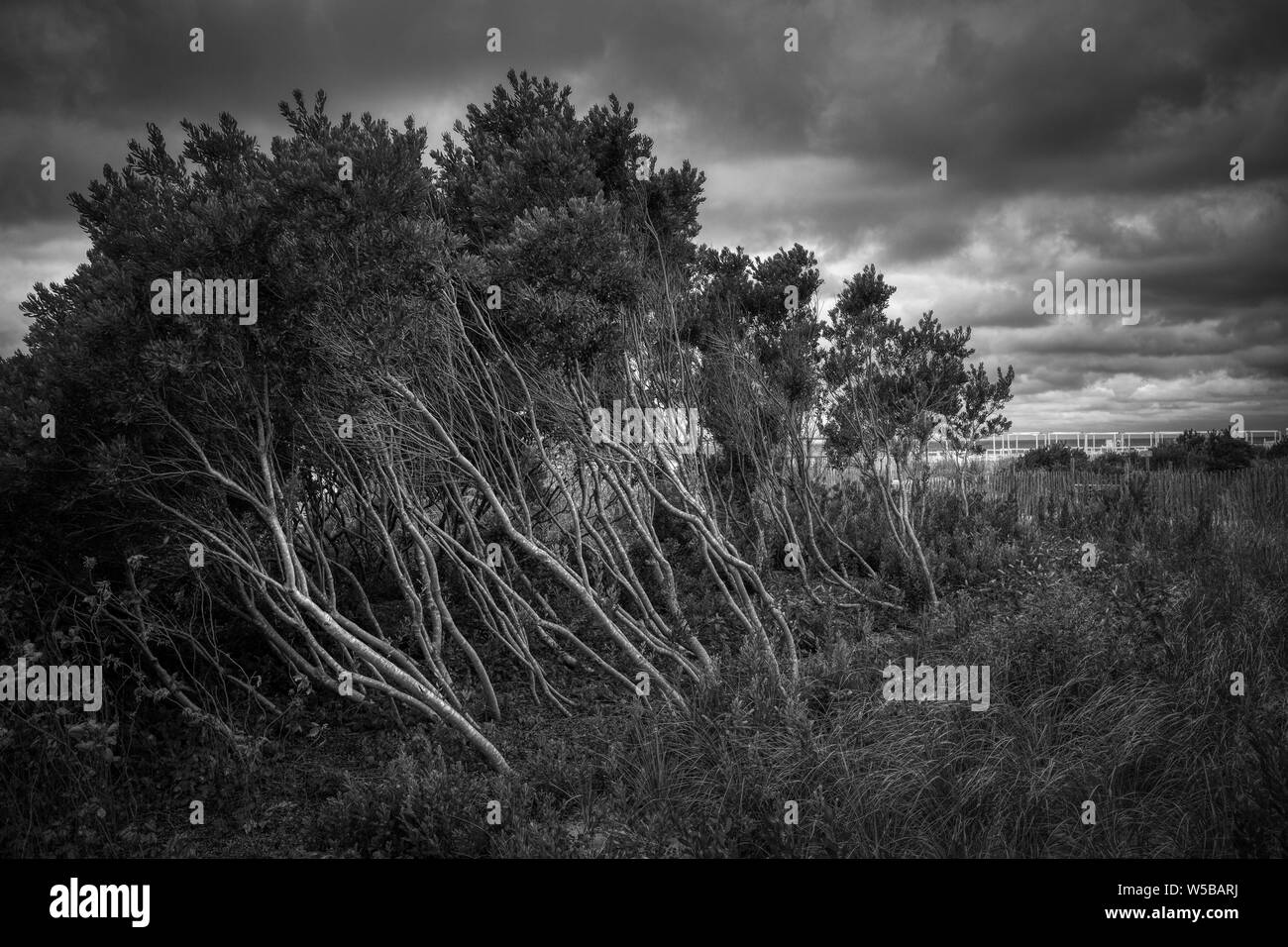 A cluster of windswept trees in front of an ominous, dramatic cloud-filled sky at Cape May, New Jersey. Stock Photo