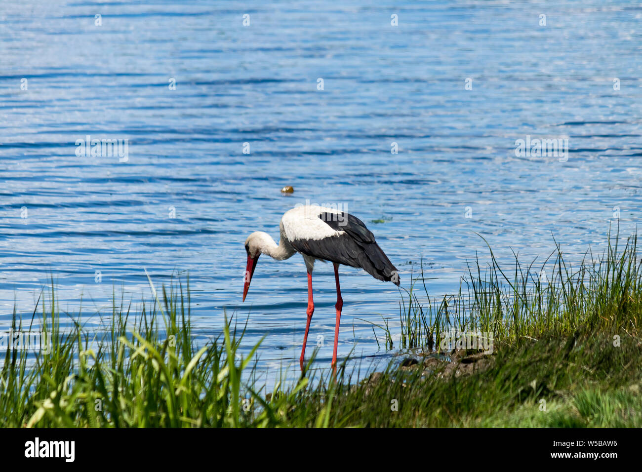 A Beautiful White Stork With Black Wings And A Long Neck And A Long Red Beak