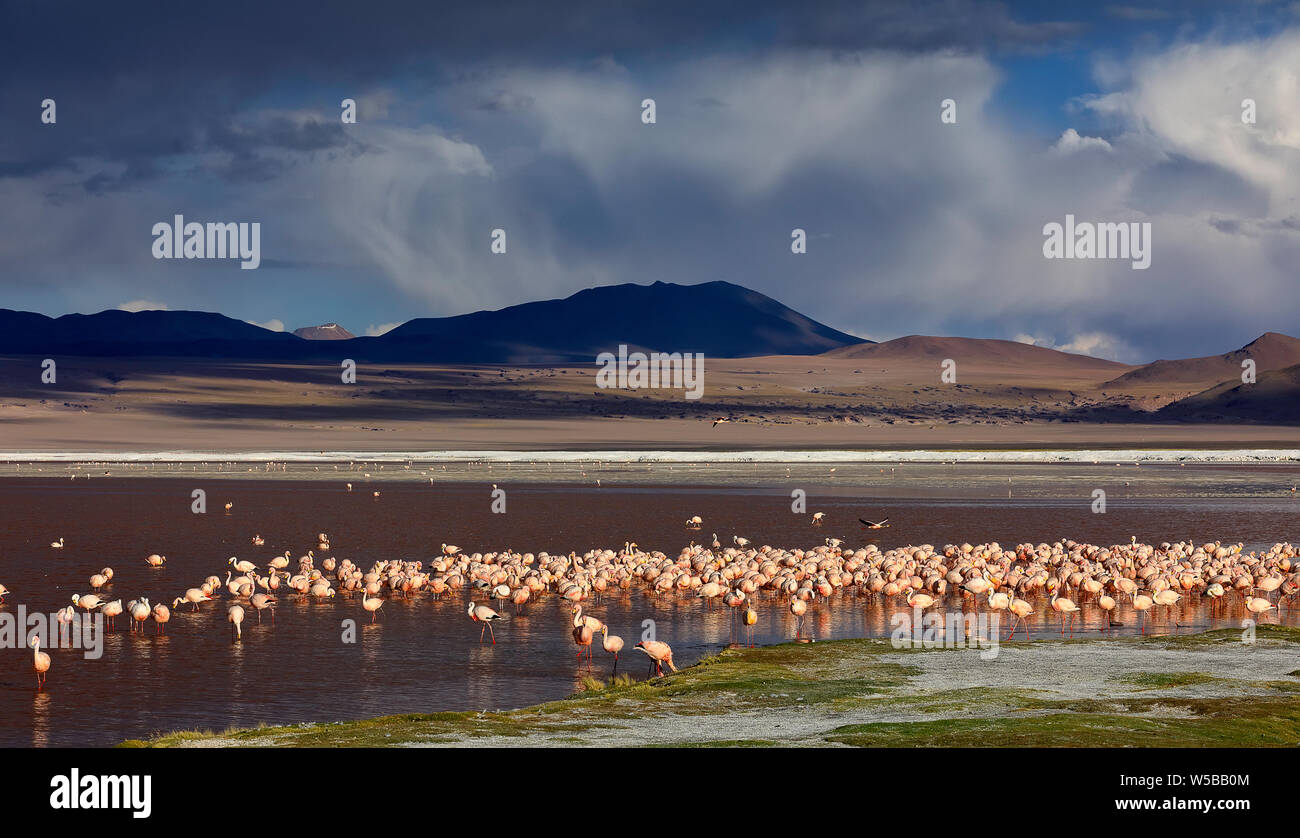 A big flock of flamingos in Laguna Colorada. Colorful salt lake and dramatic thunder clouds (on background)  in Sur Lipez province, Potosi, Bolivia. Stock Photo