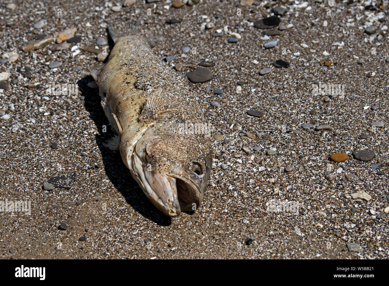 Dead fish along the shores of Lake Erie in Ohio, USA Stock Photo