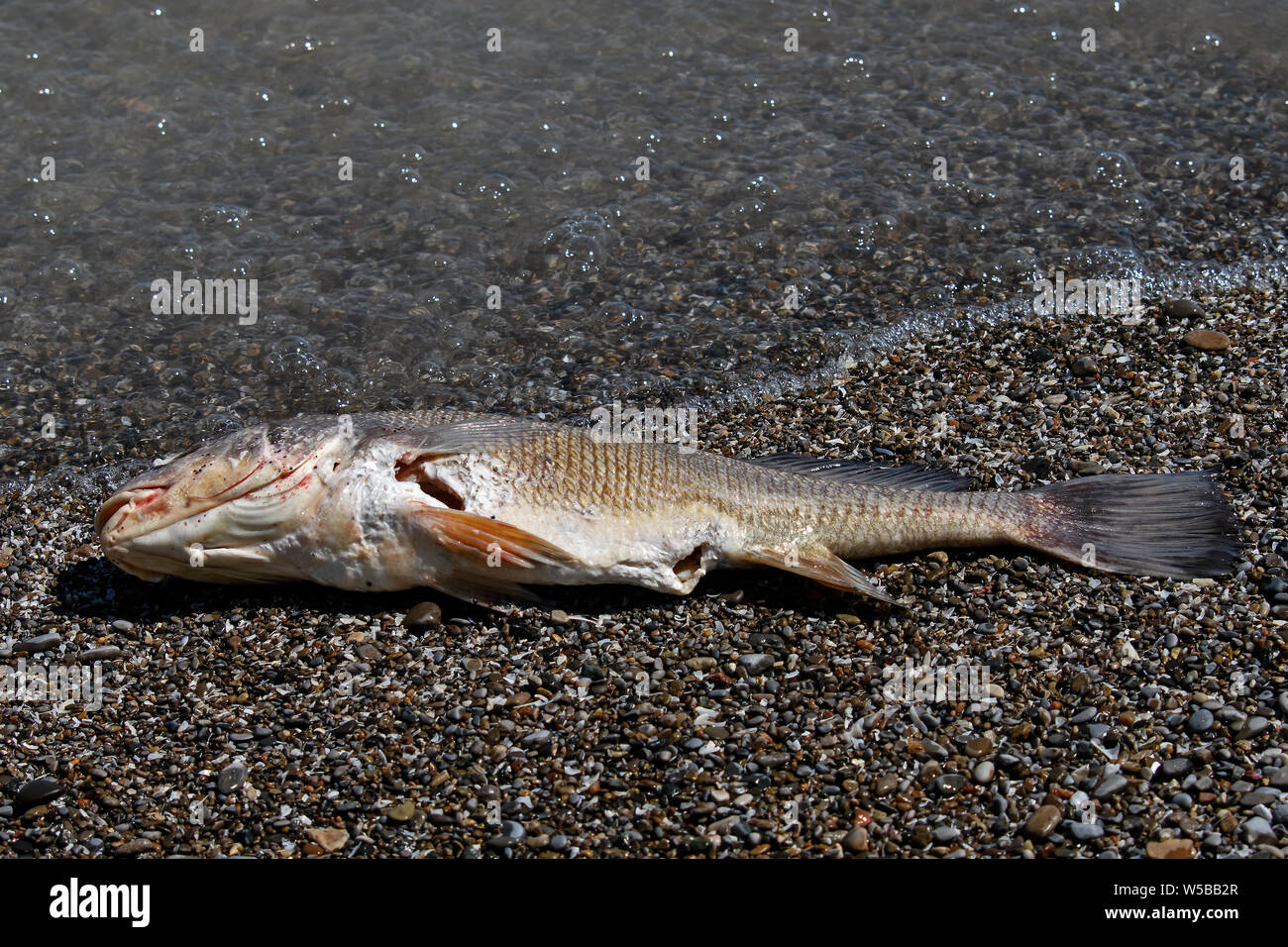 Dead fish along the shores of Lake Erie in Ohio, USA. Stock Photo