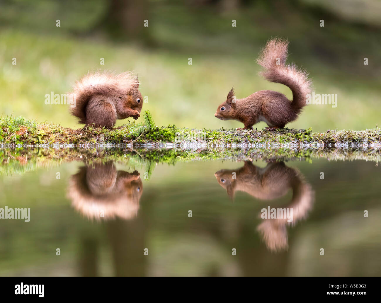 Two red squirrels facing each other at the side of a pool and perfectly
