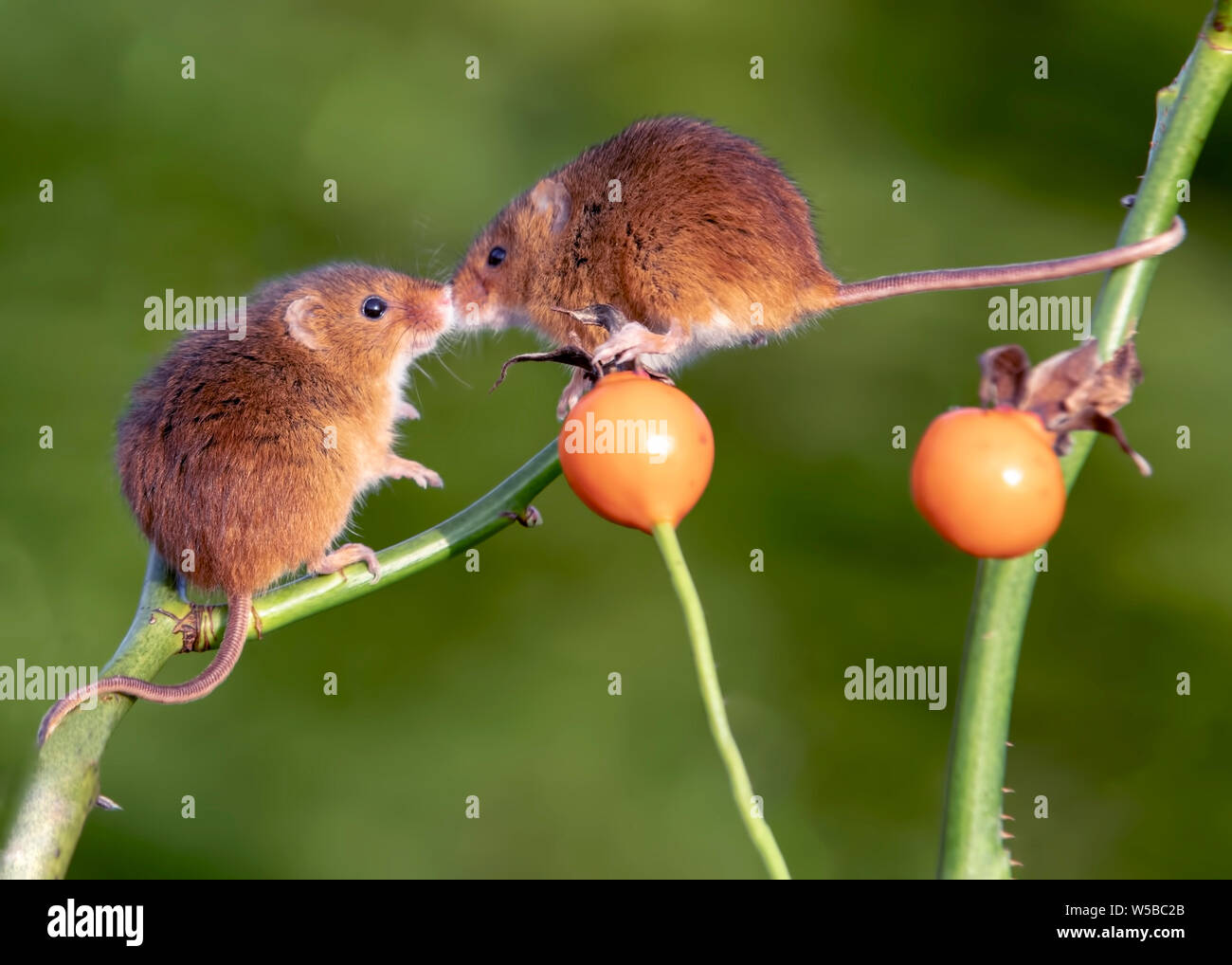 Harvest Mice kissing on a rose hip stalk Stock Photo