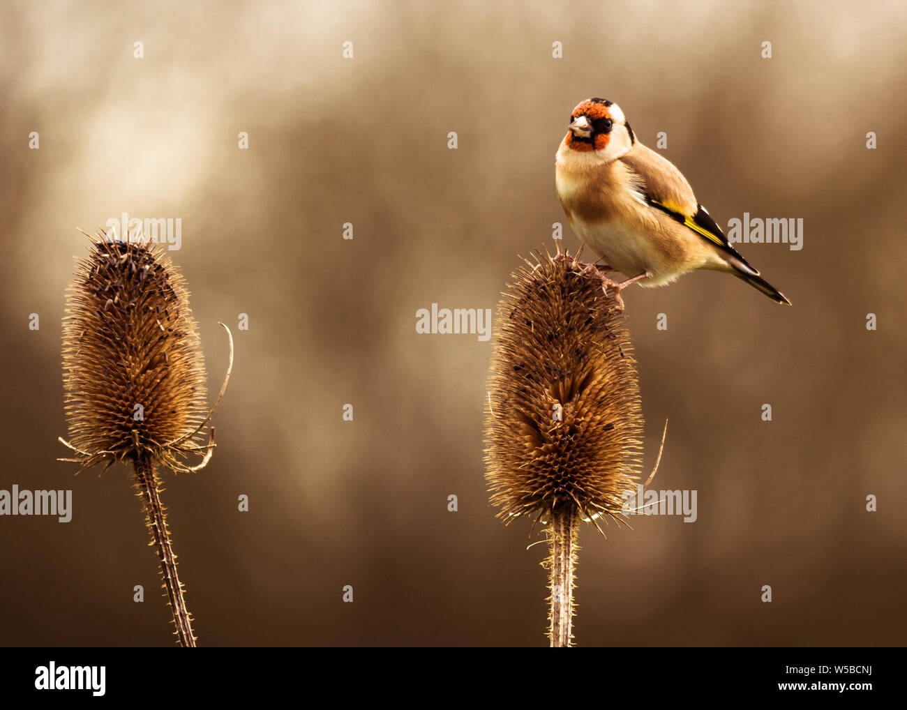 Goldfinch perched on top of teasel feeding on seed Stock Photo