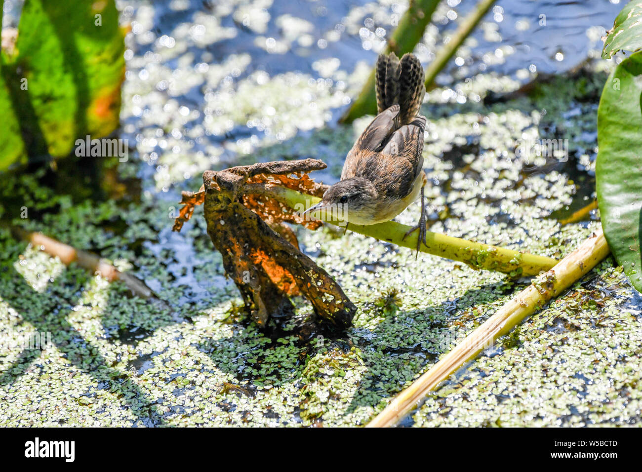 John Heinz wildlife reserve Stock Photo