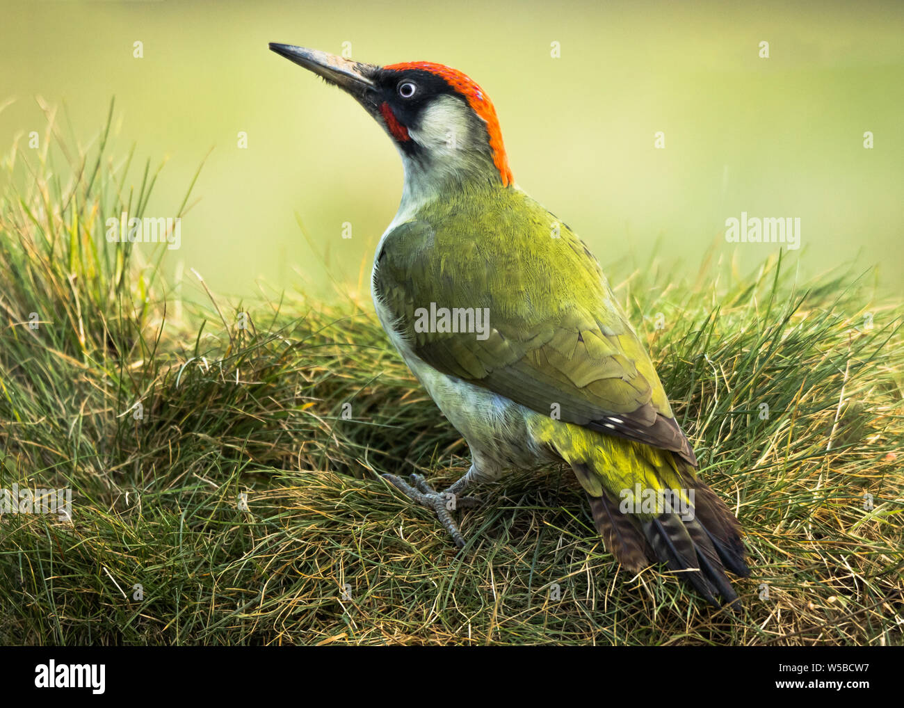 Portrait close-up of a Green Woodpecker looking for food on a hill Stock Photo