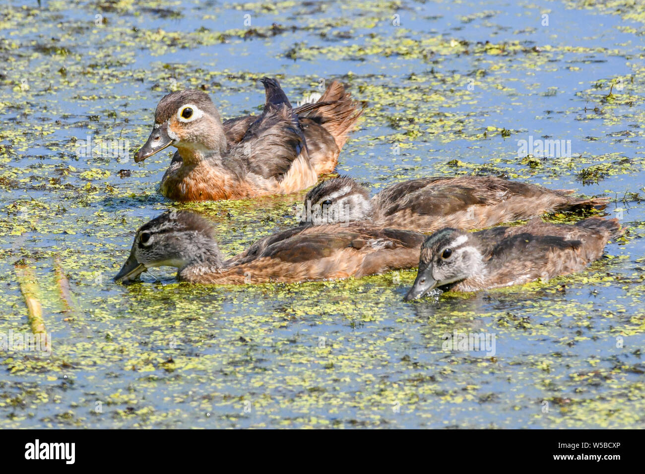 Female Wood Duck with ducklings in a marsh - Carolina duck - a perching duck swimming at John Heinz wildlife reserve - Aix sponsa in pond Stock Photo