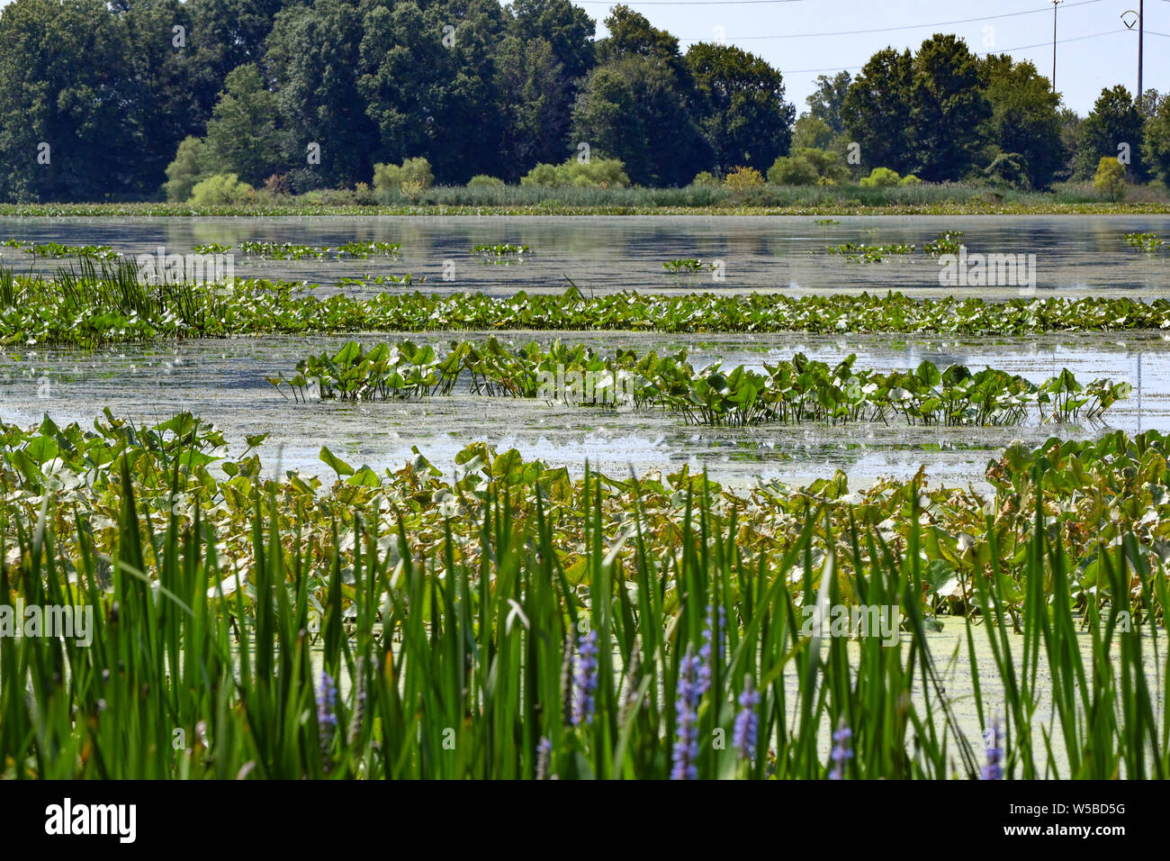 aquatic plants and flowers at the John Heinz wildlife reserve - a marsh and pond near Philadelphia Pennsylvania Stock Photo