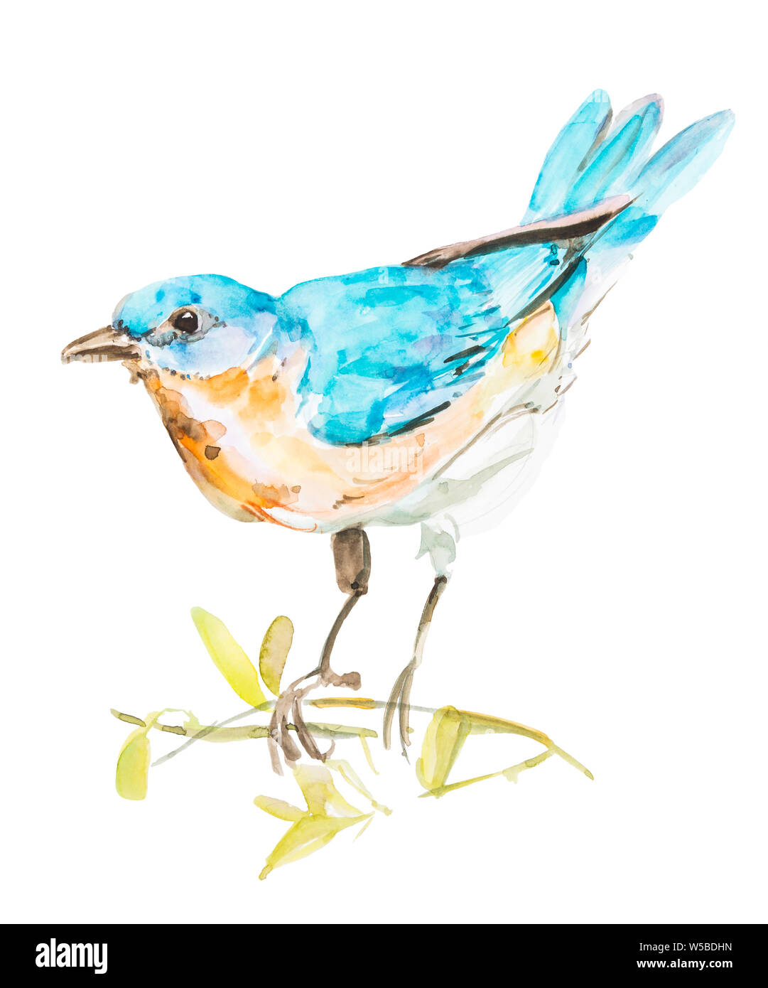 Little Blue Bird, Watercolor Hand Painting On Isolated White Background Stock Photo - Alamy