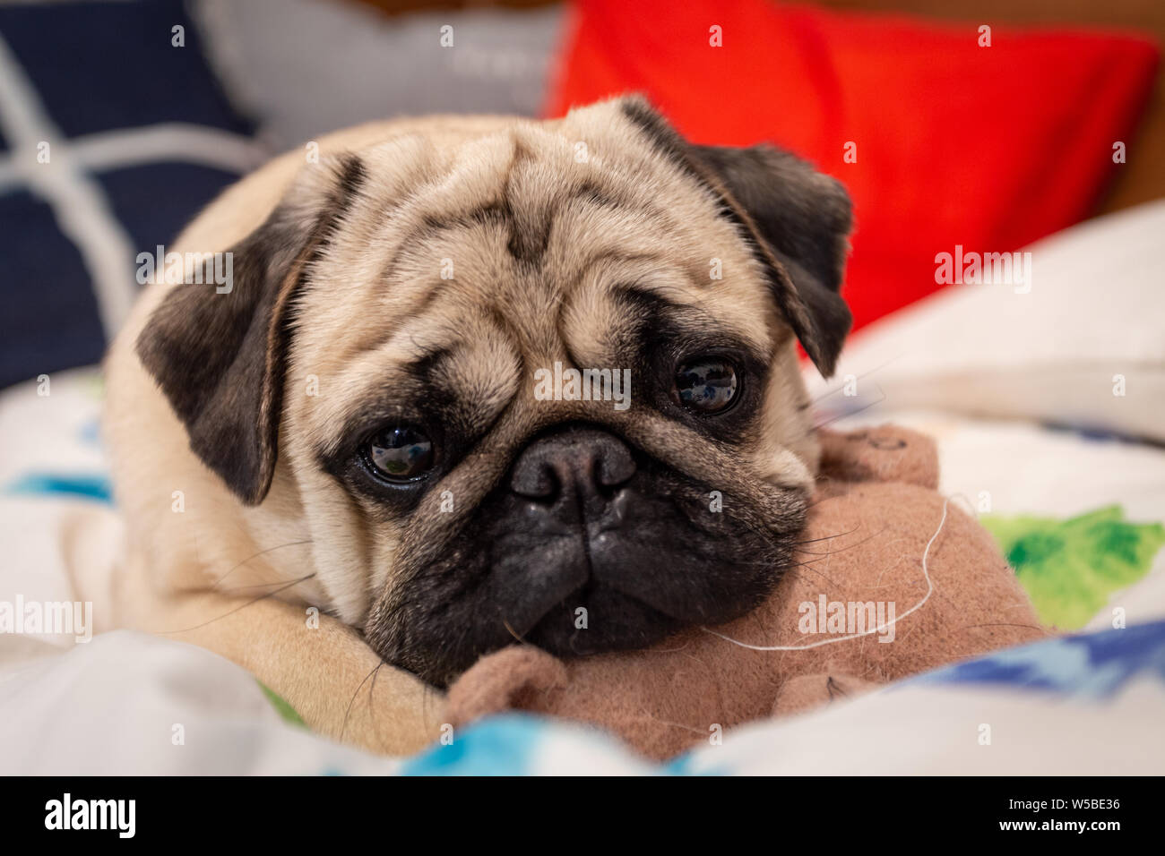 Pug dog falling asleep on the bed Stock Photo Alamy