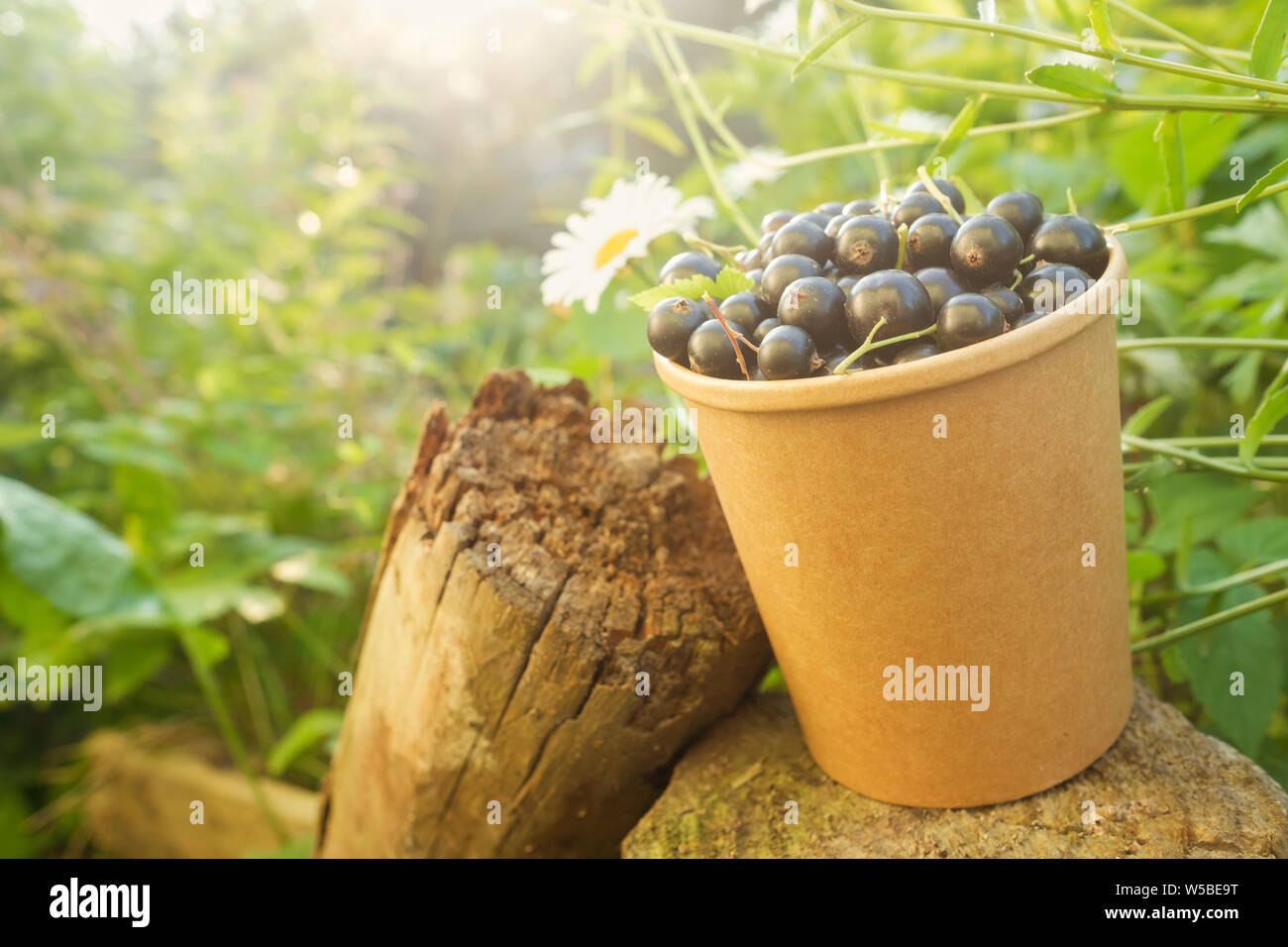 black currant in paper cup. Toned effect Stock Photo - Alamy