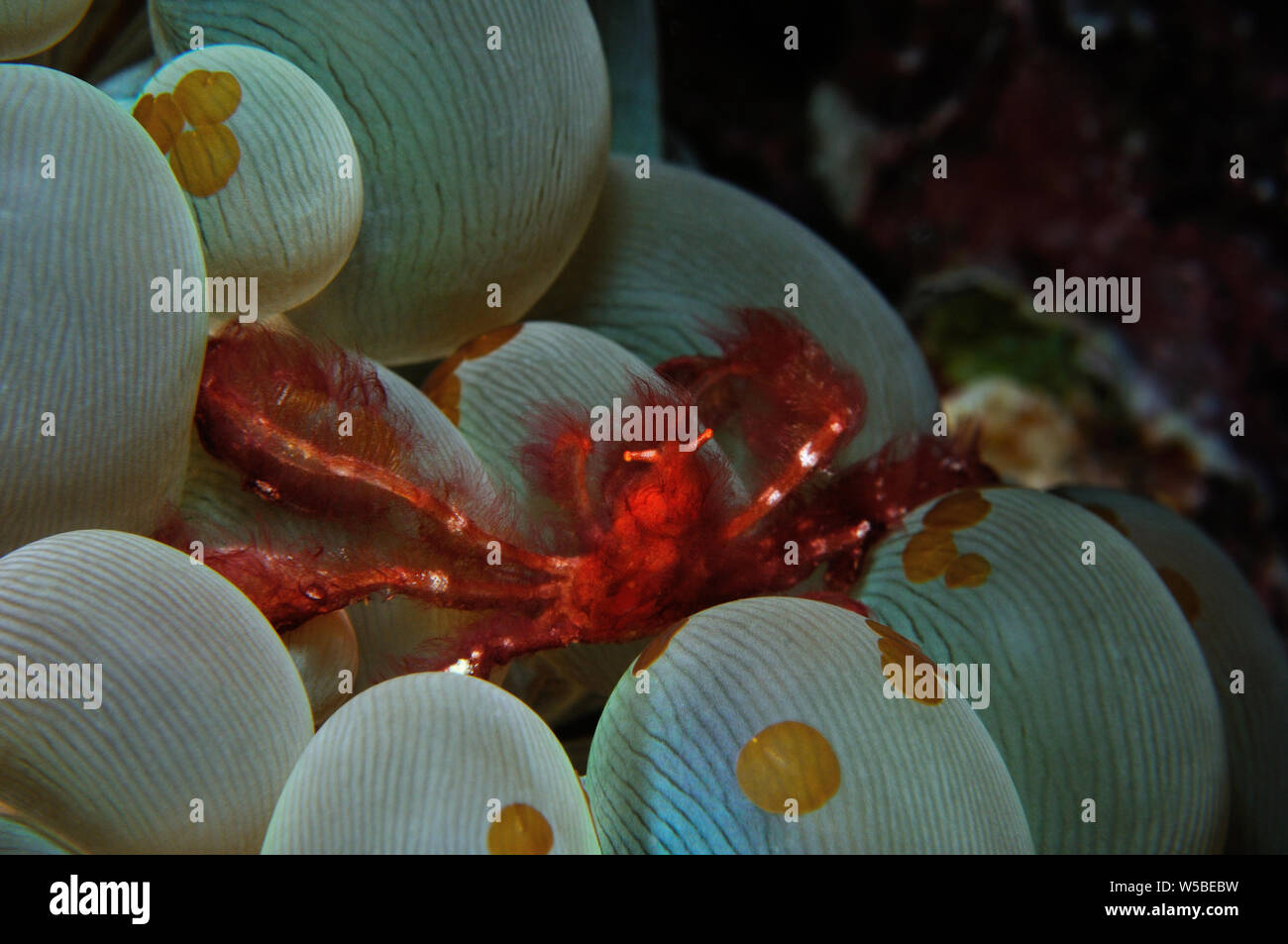 Orangutan crab is sitting on a bubble coral, Panglao, Philippines Stock Photo
