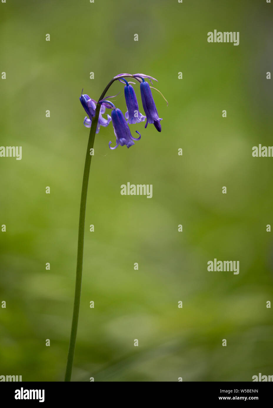Single Bluebell flower against an out of focus backdrop in the woods Stock Photo