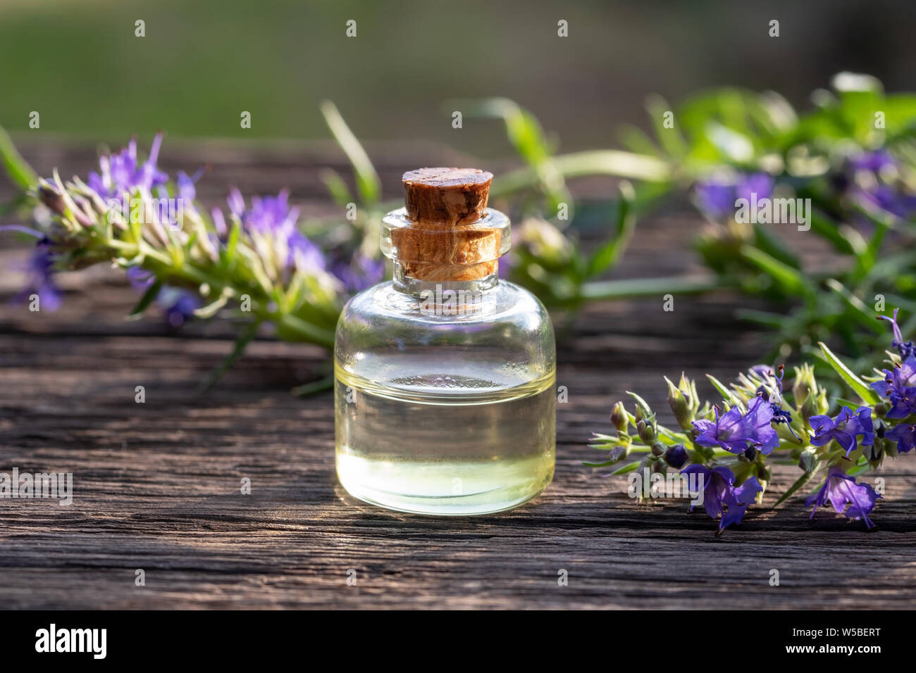 A bottle of essential oil with fresh blooming hyssop plant Stock Photo ...