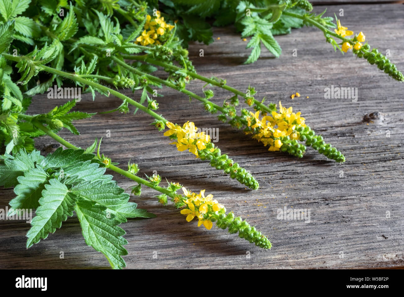 Agrimony flowers on a table Stock Photo