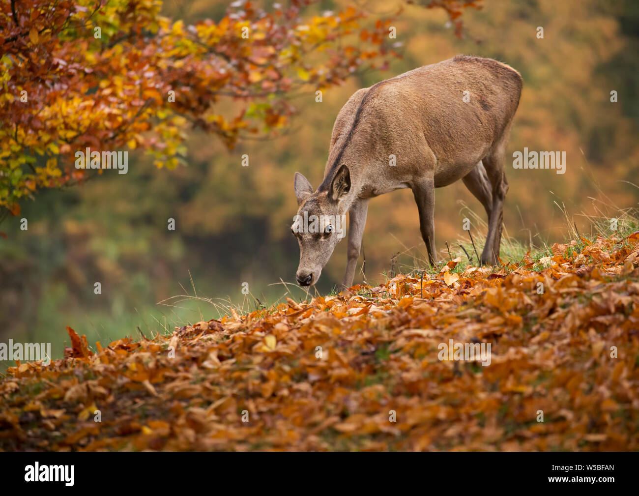 White Tailed Deer Eating Acorns