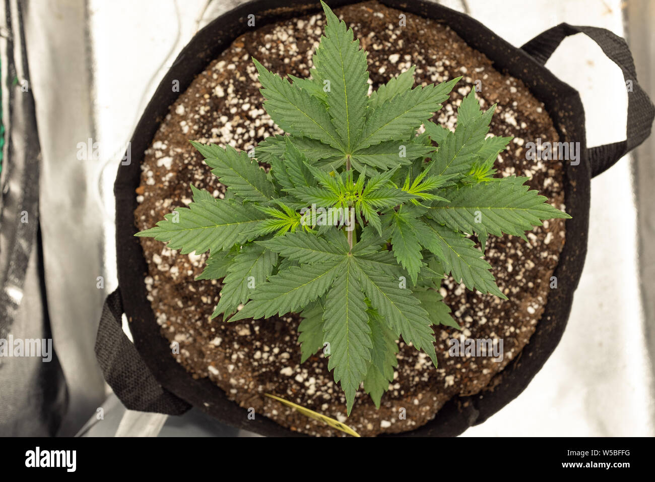 Overhead view of homegrown cannabis plant Stock Photo Alamy