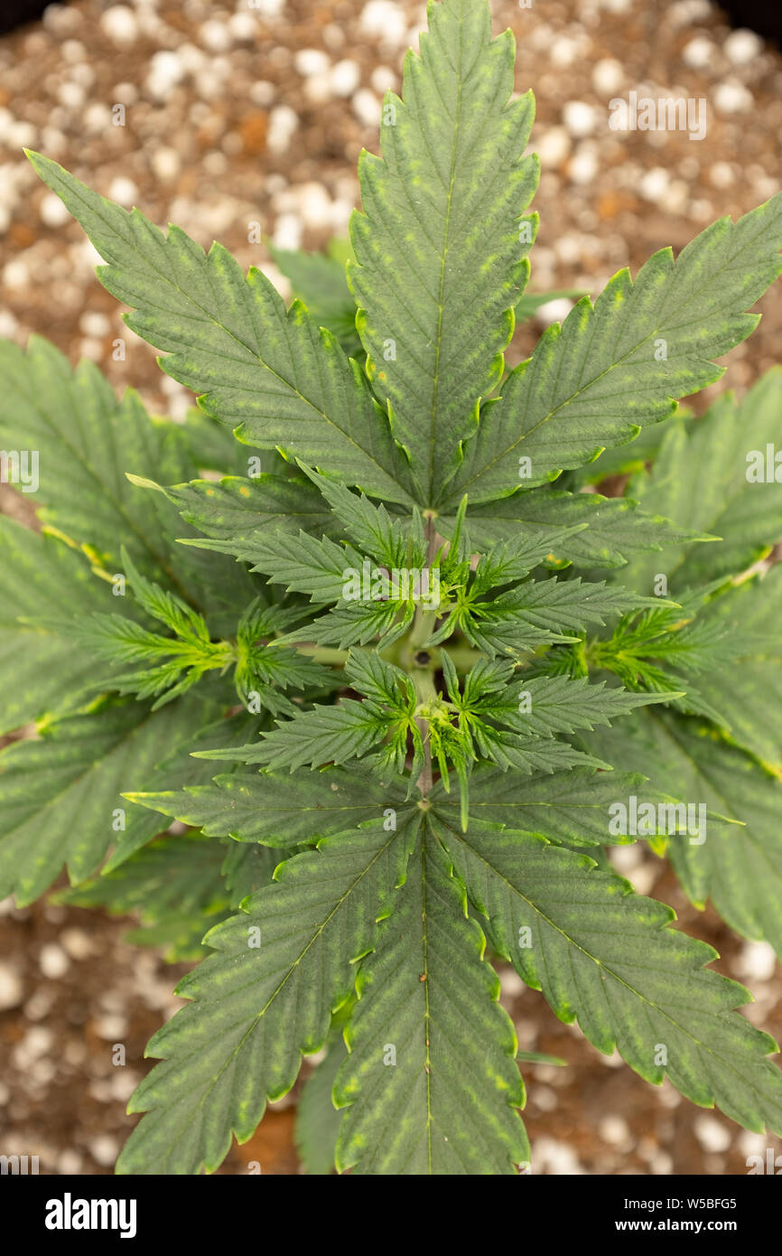 Overhead look at homegrown cannabis plant Stock Photo Alamy