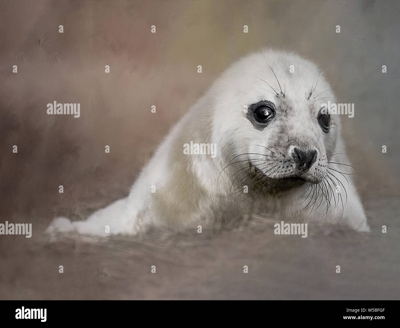 Day old Grey Seal Pup on the beach at Donna Nook in Lincolnshire Stock Photo