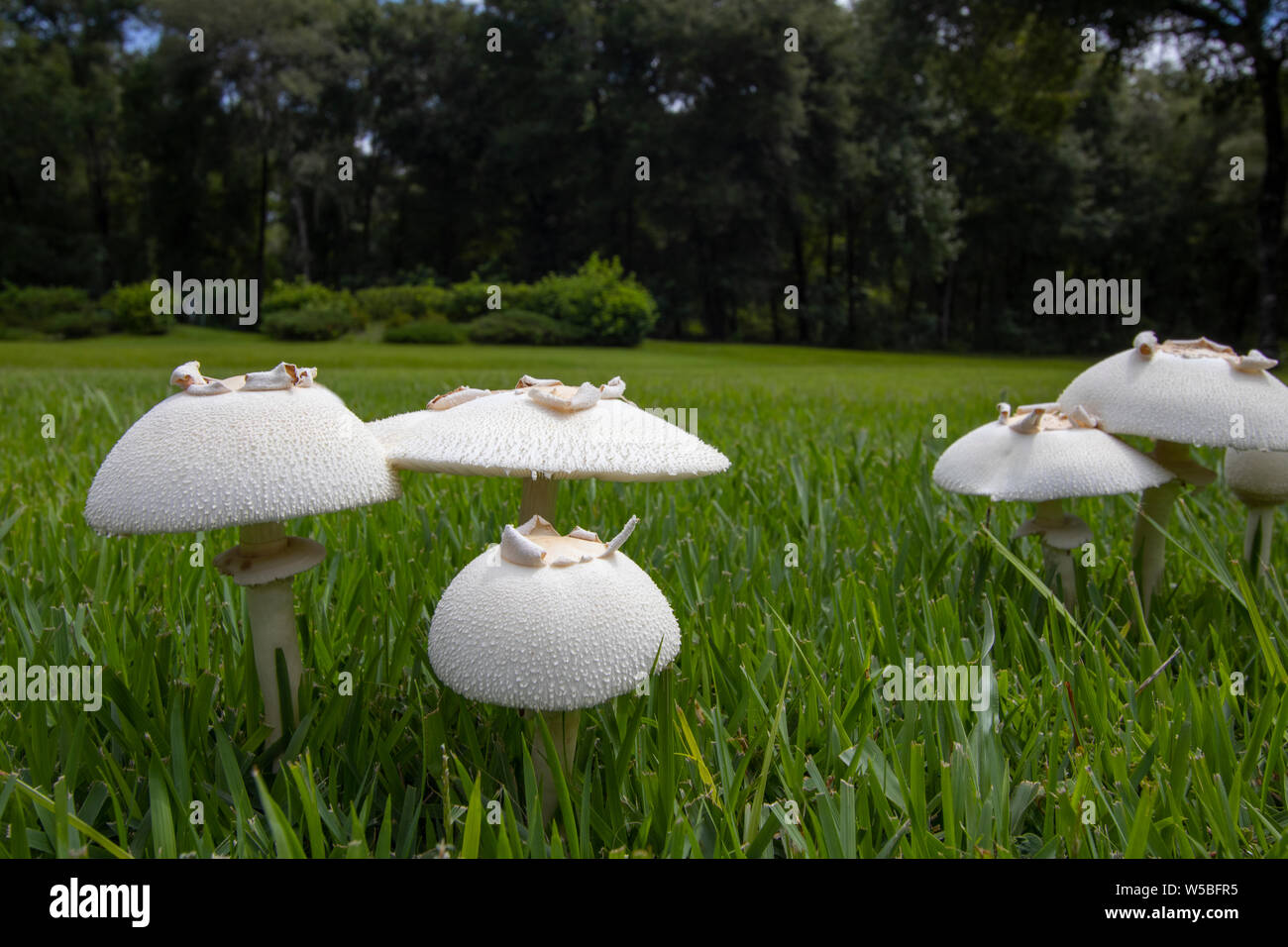 Lawn Mushroom Mushrooms High Resolution Stock Photography and Images