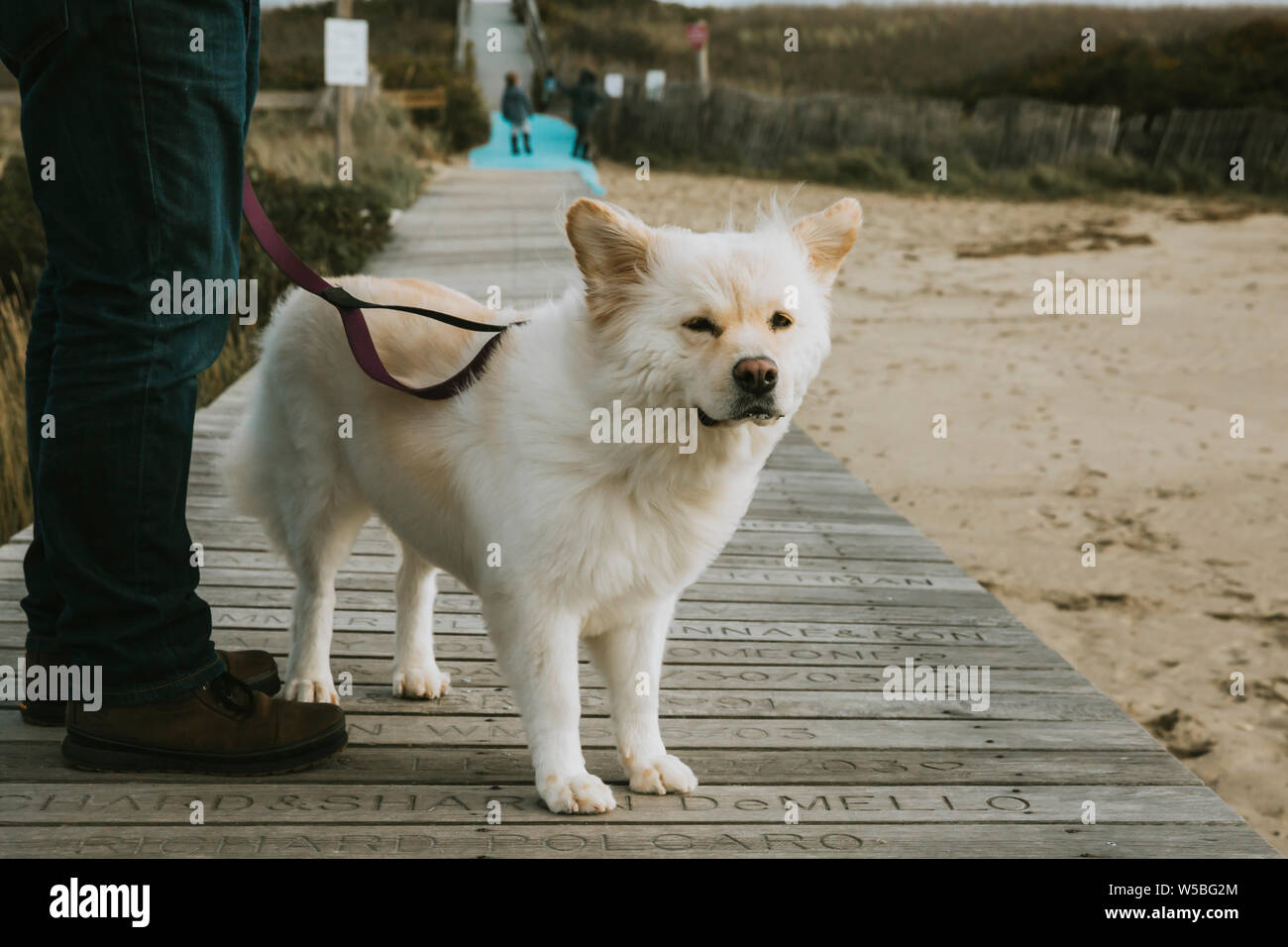 Cute dog standing on boardwalk, fur and ears being blown in the wind