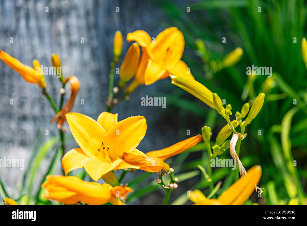 Bright yellow color freesia blossoms closeup view, sunny spring day, California US of America Stock Photo