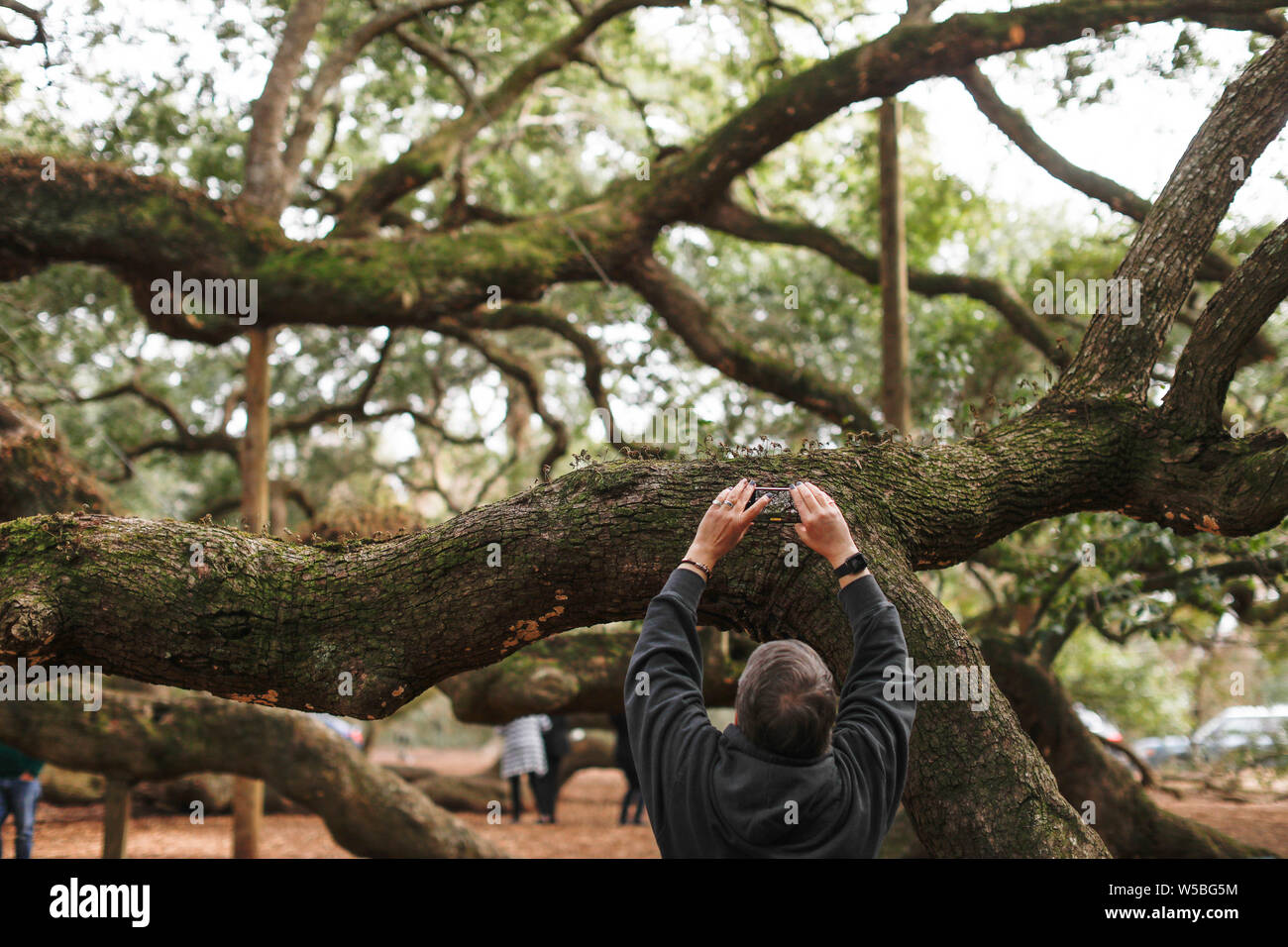 Old southern live oak hi-res stock photography and images - Alamy