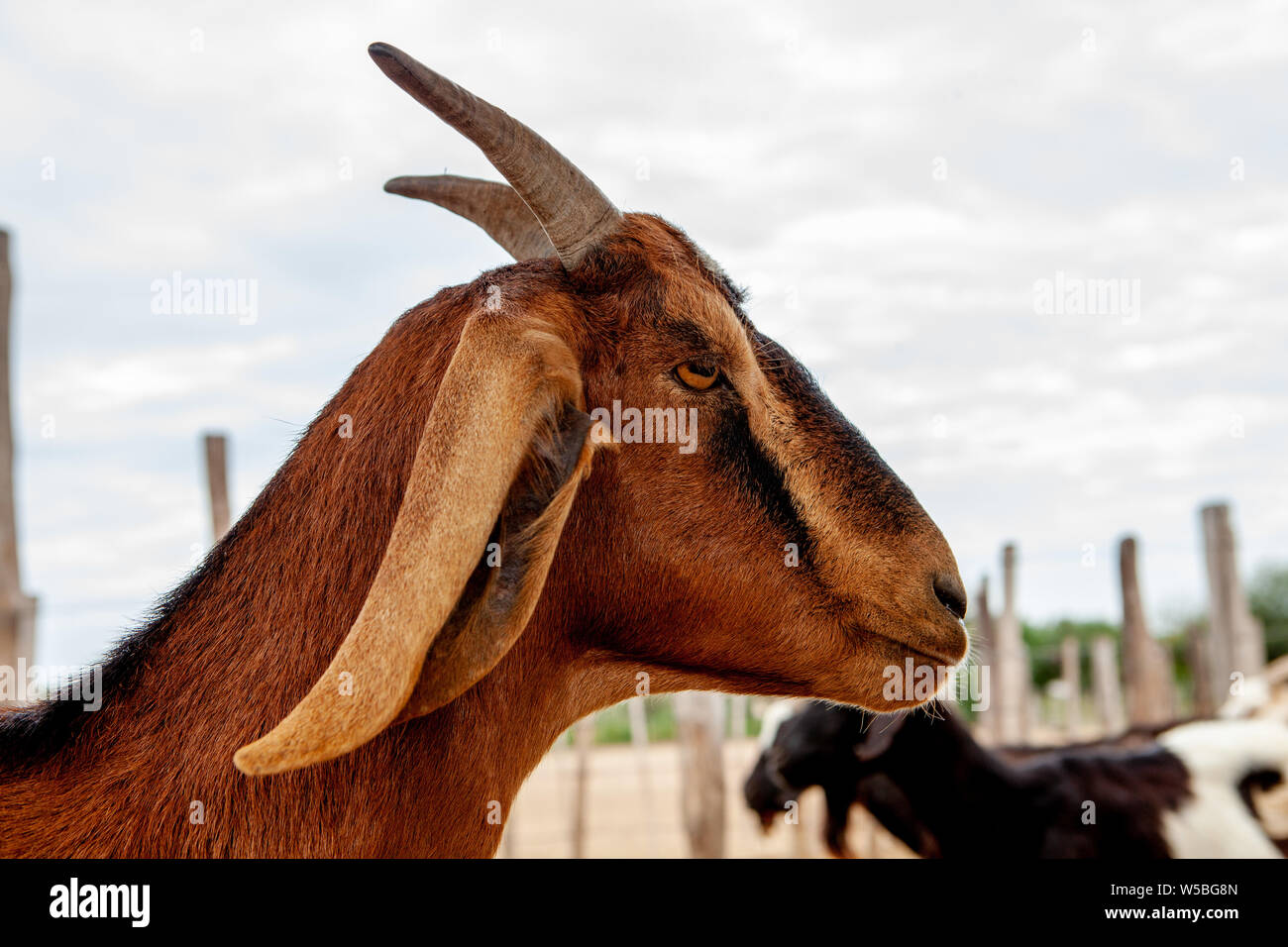 profile goat Stock Photo