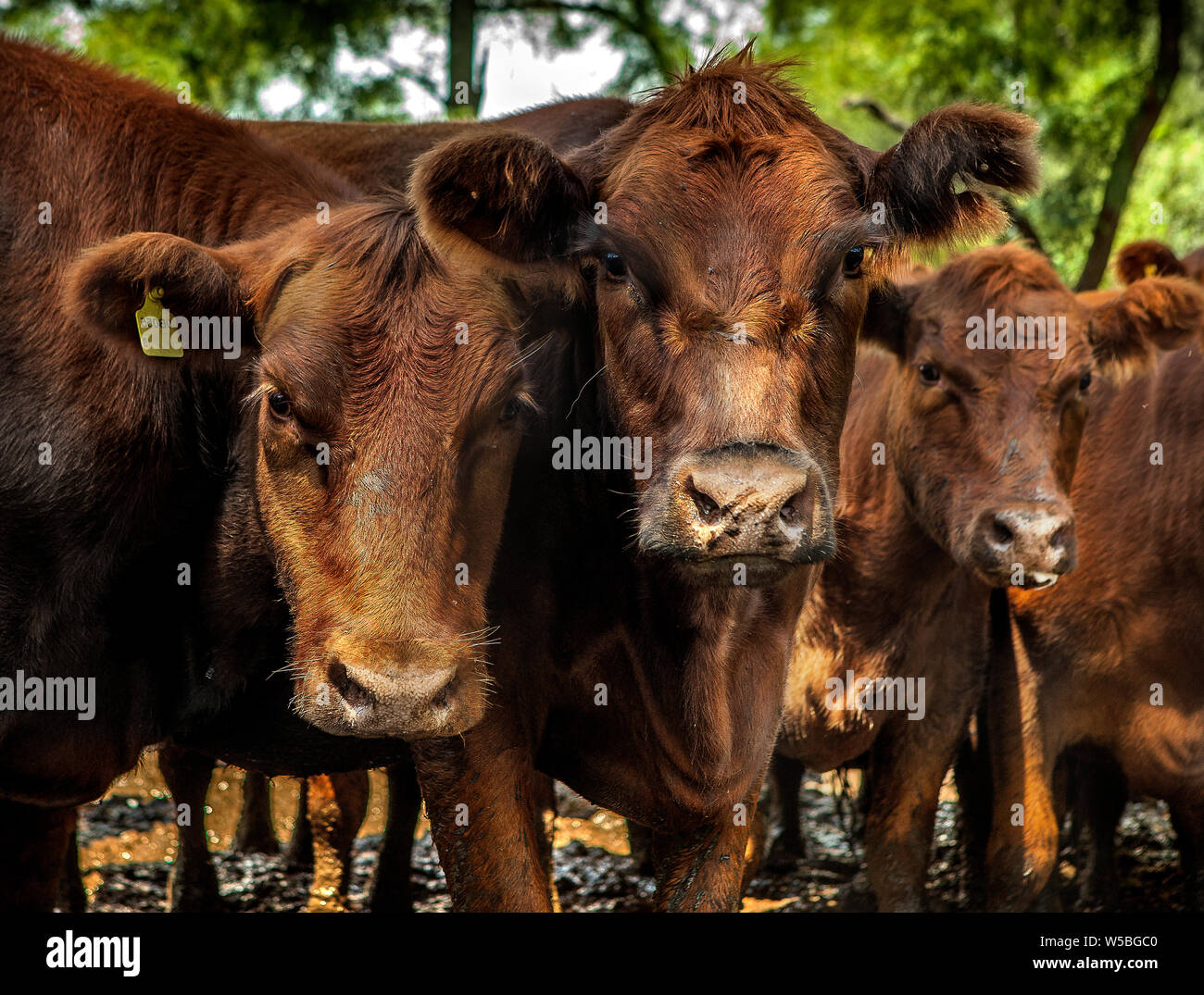 Ranchos, Partido de General Paz.Vacas con caravanas en campo Stock Photo