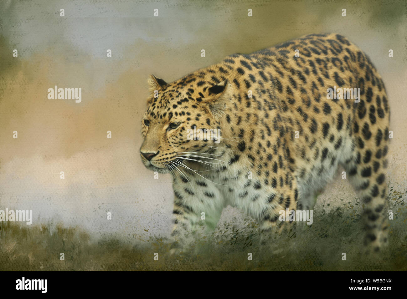 Rare Amur Leopard on the prowl at the Yorkshire Wildlife Park. Background given a textured neutral look with a space for text Stock Photo