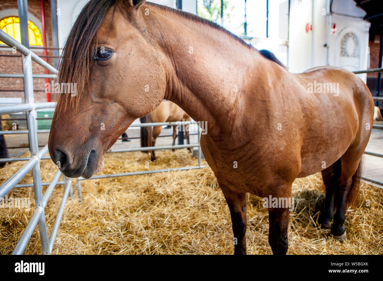 CABA. Prácticas veterinarias e inspección de rutina de caballos (constatación en el establecimiento de que los equinos no tienen ningun signo de enfer Stock Photo