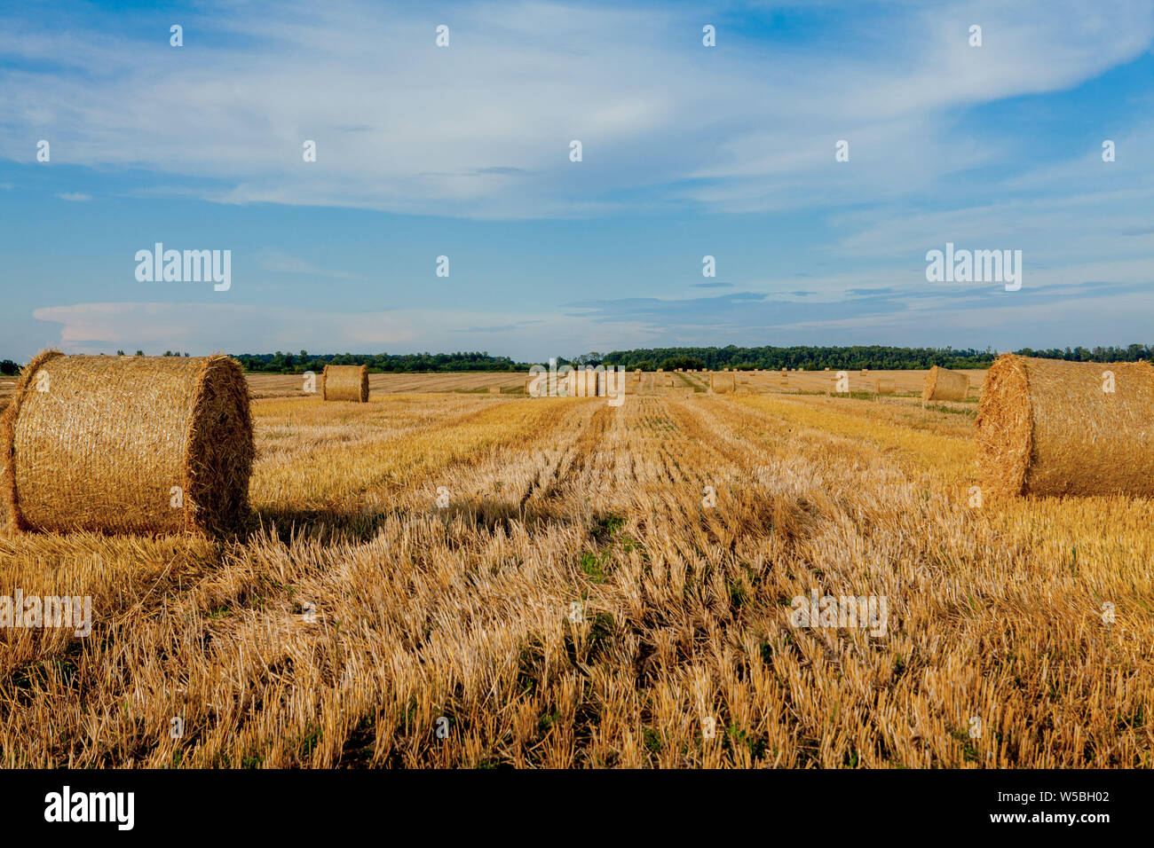 Yellow golden straw bales of hay in the stubble field, agricultural ...