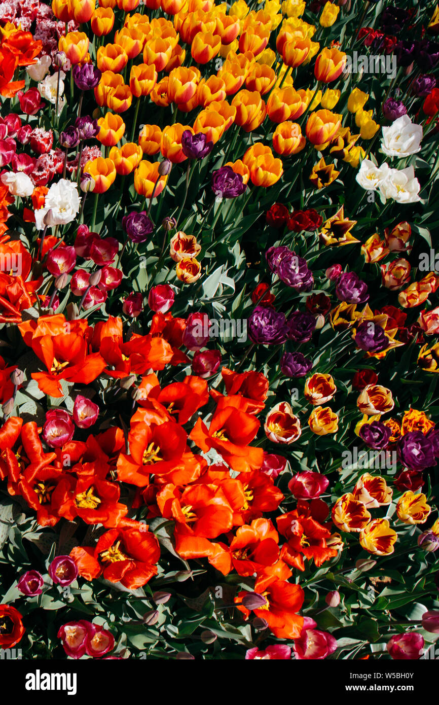 Blooming colorful tulip flowers in garden as floral background Stock ...