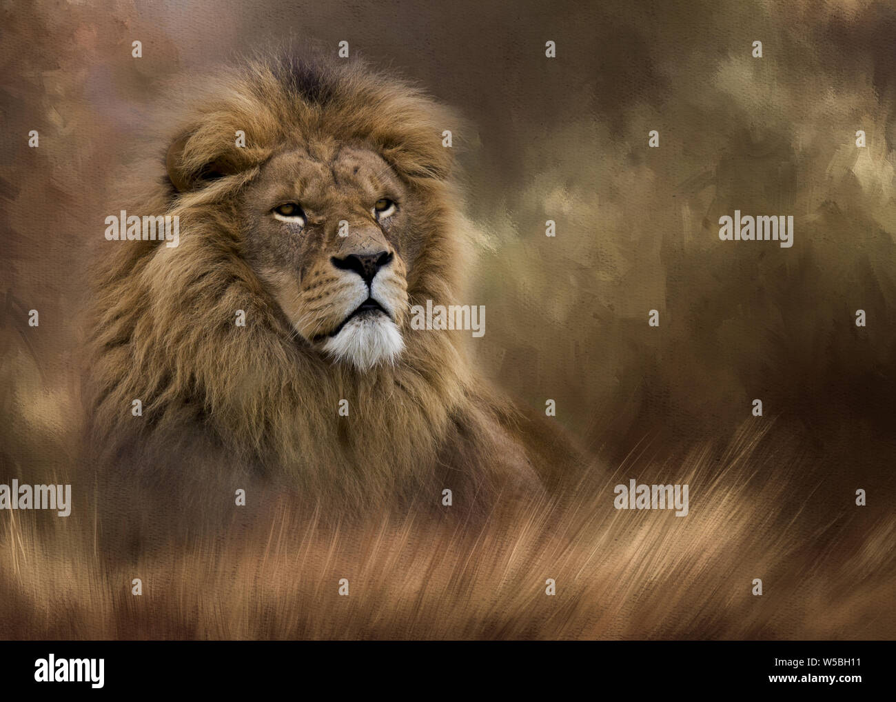 Front view of a male lion lying in the grass with a painterly textured background to add text to at the side of the lion. Stock Photo