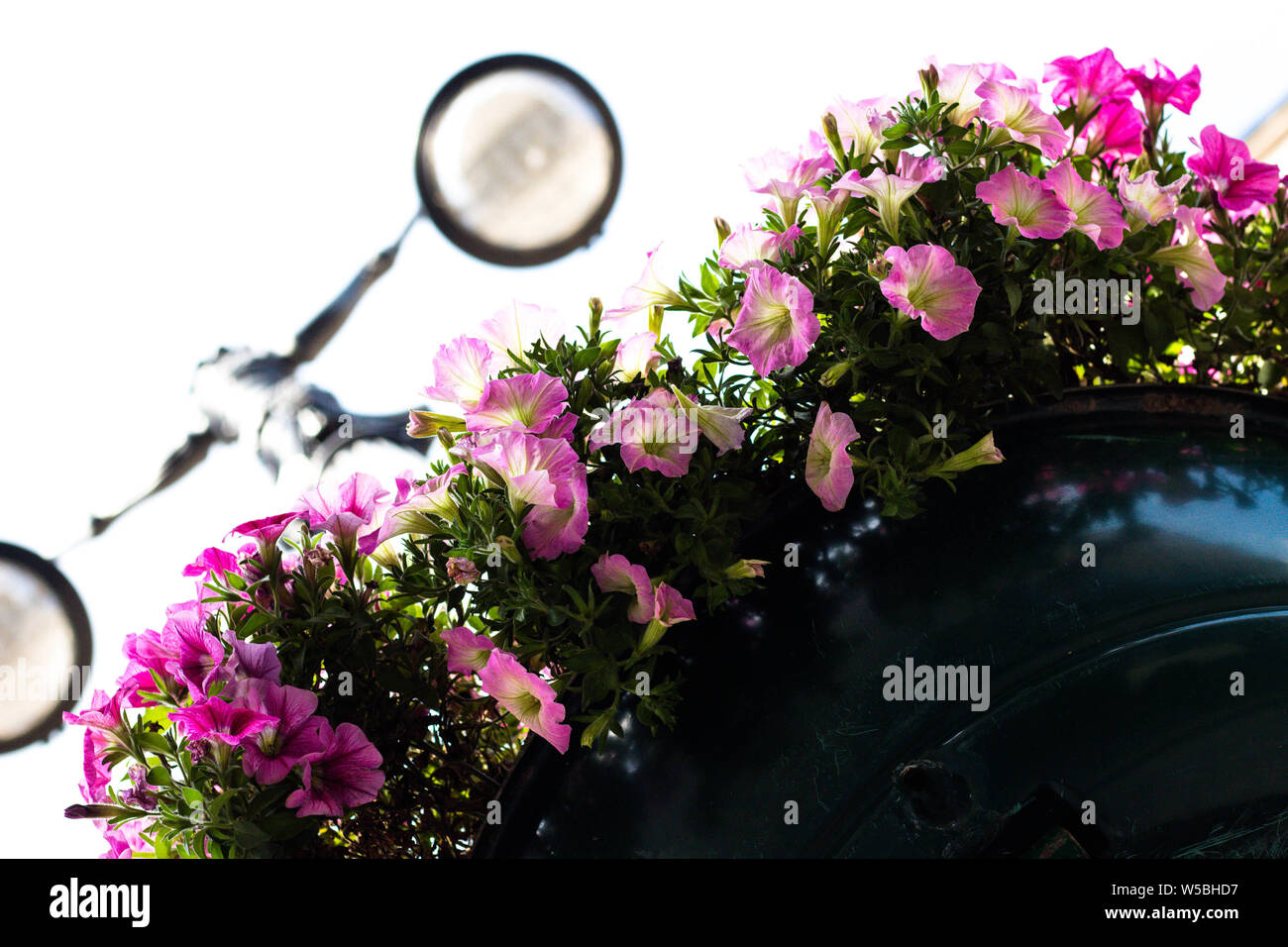 Beautiful flowers on a lamppost. Beautiful decorations of the streets of the city. Stock Photo