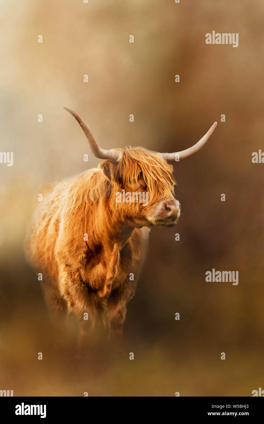 Highland Cattle appearing out of the mist Stock Photo