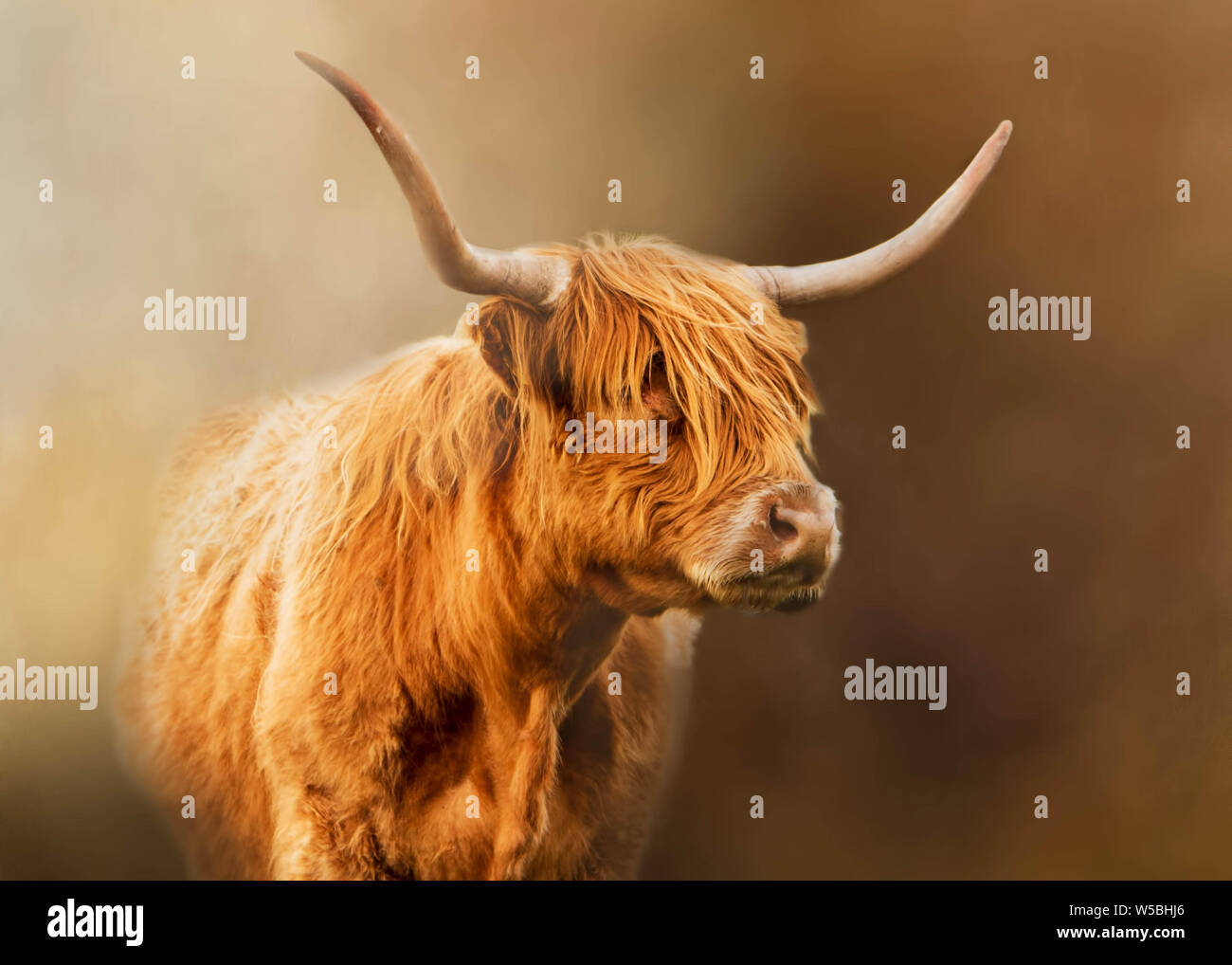 Highland Cattle appearing out of the mist Stock Photo