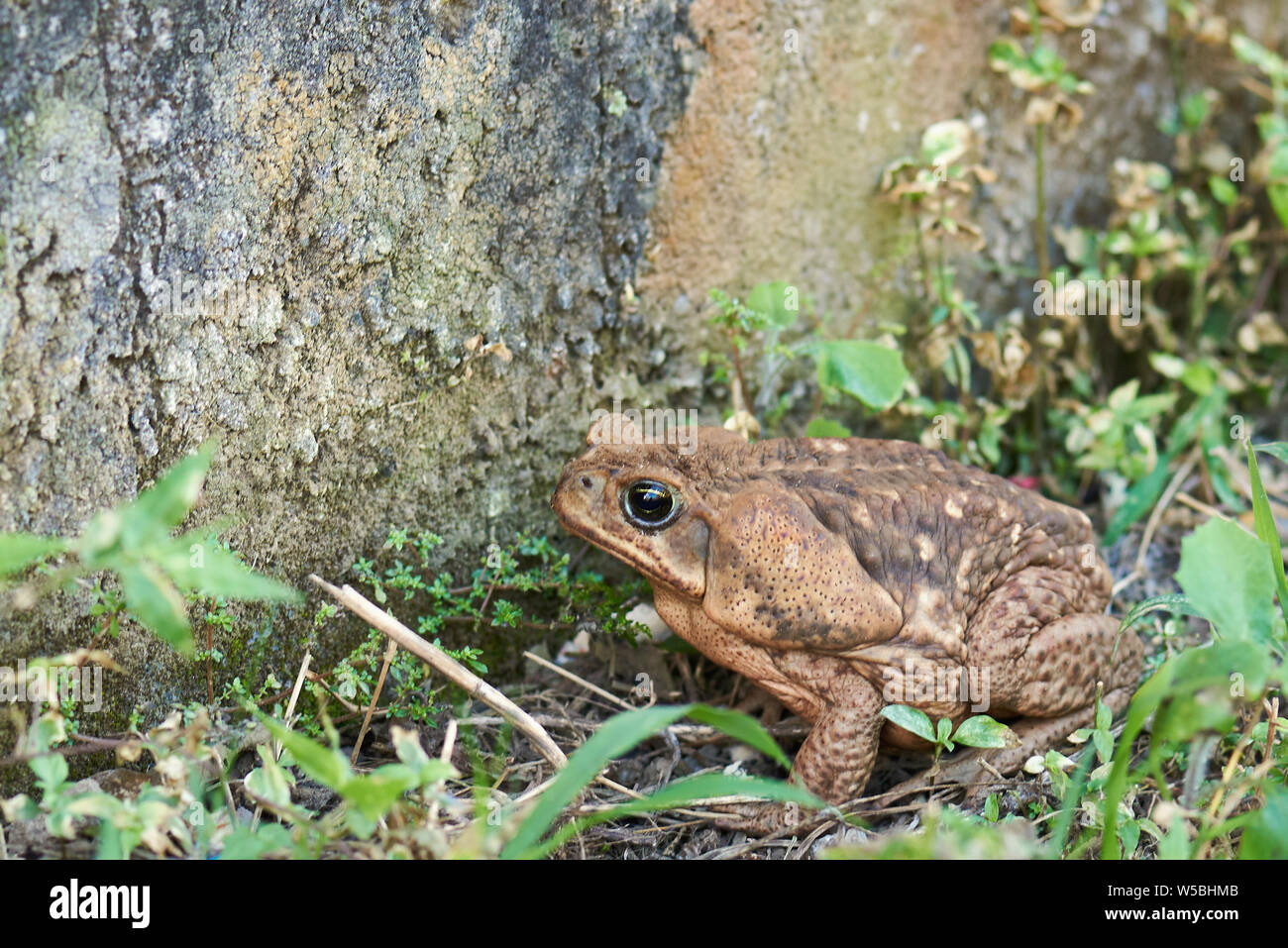 Cane toads of australia hires stock photography and images Alamy