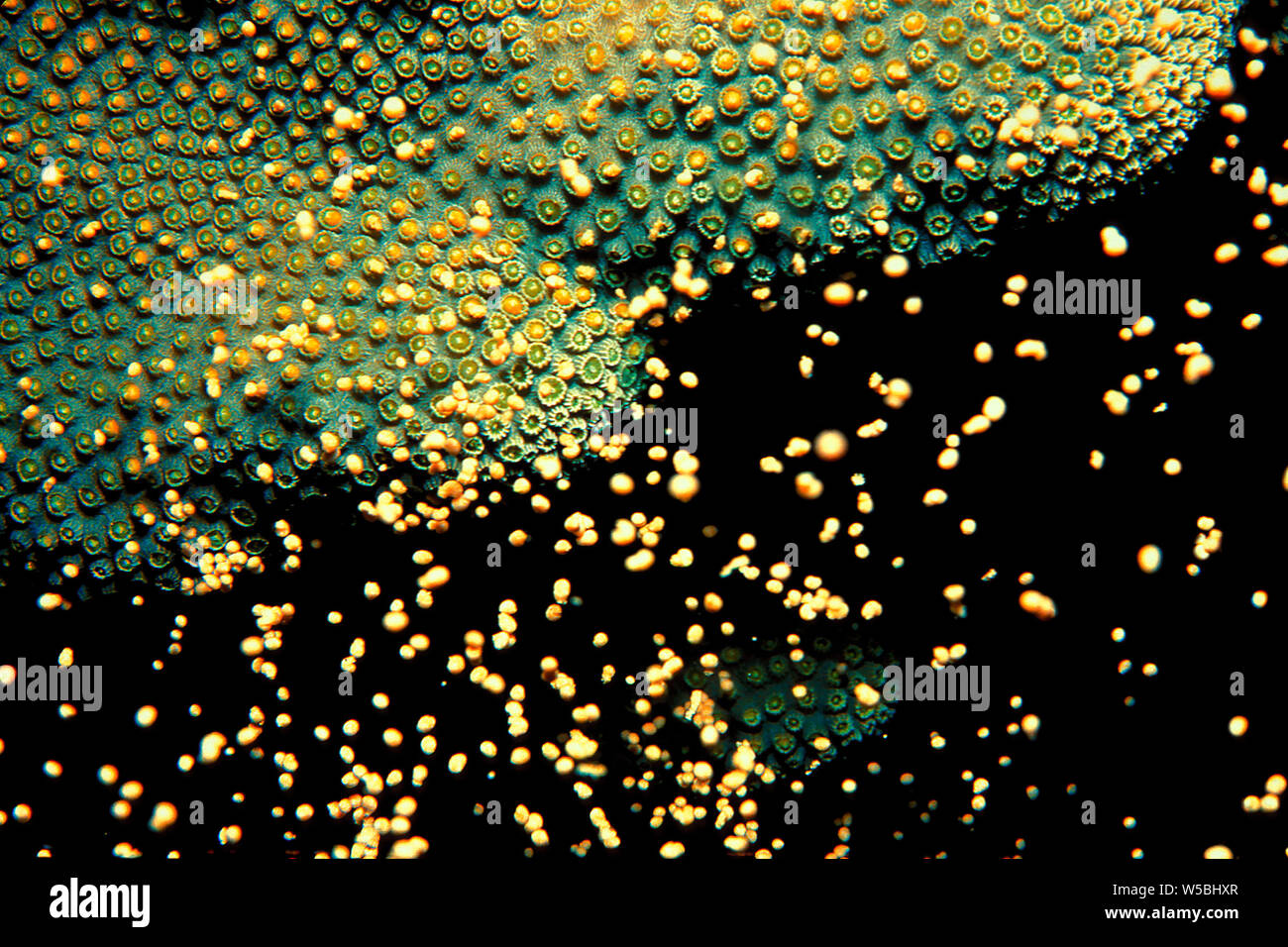 Star Coral spawning gametes underwater at night Stock Photo