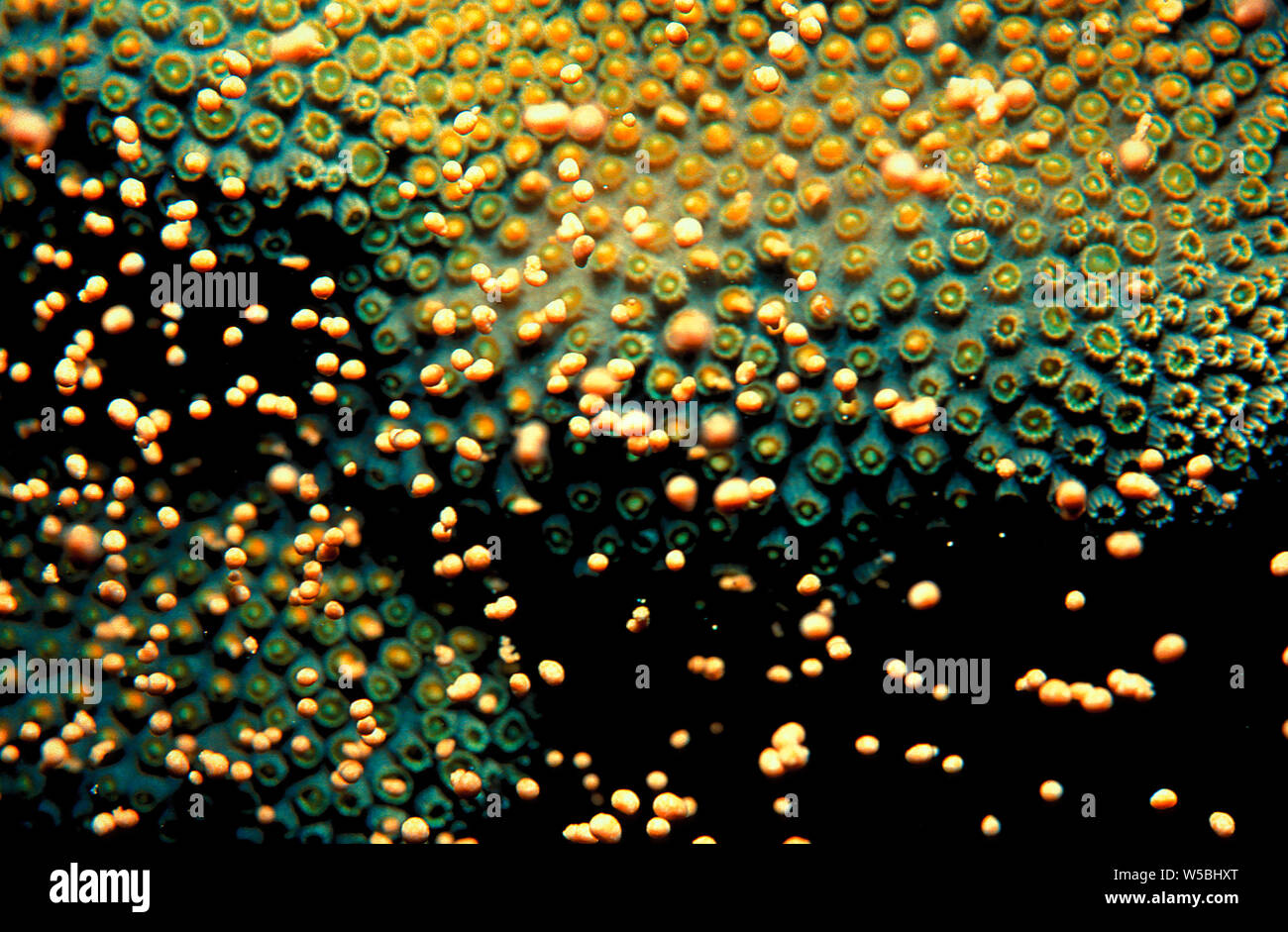 Star Coral spawning gametes underwater at night Stock Photo