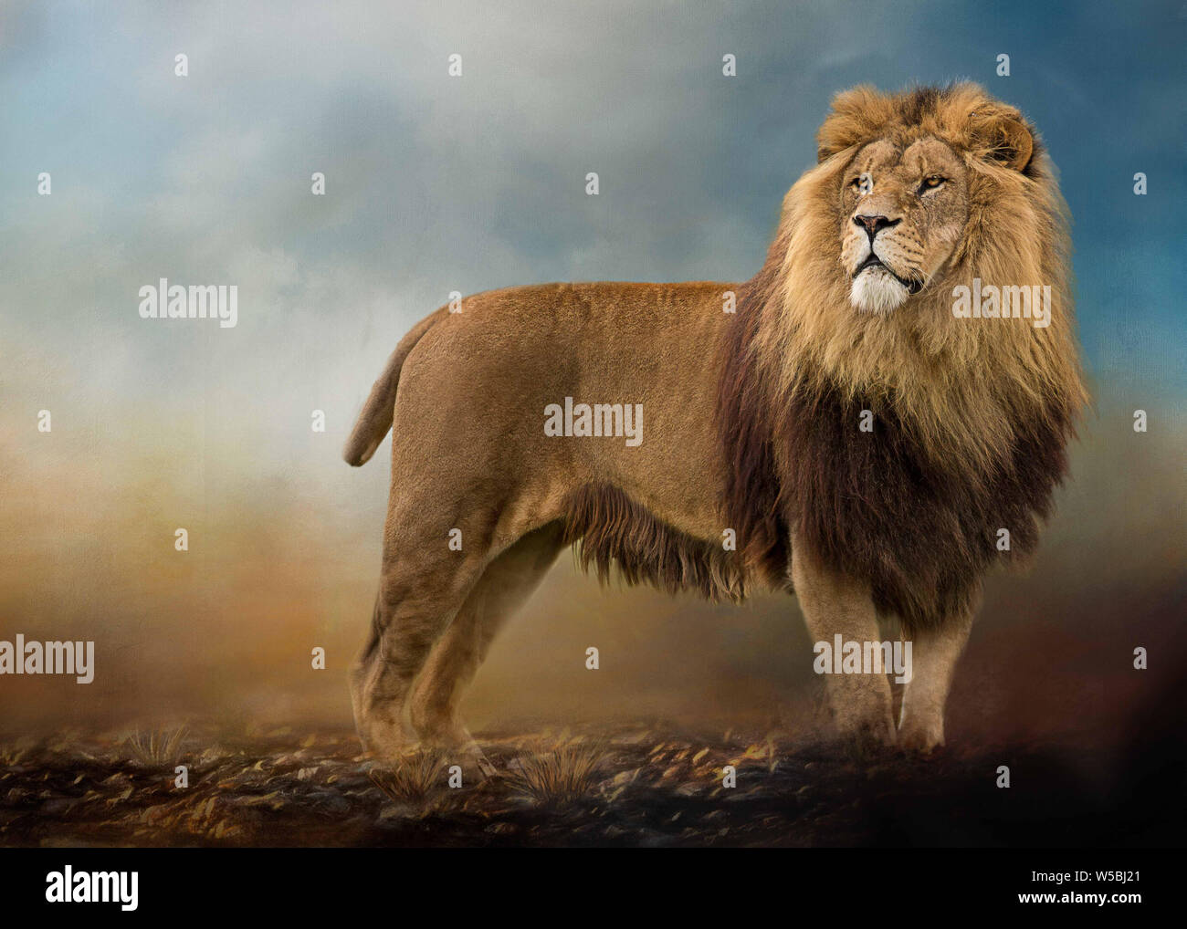 Male Lion standing proud showing a side view of body but front of face with full mane set on a textured painterly background with room to add text Stock Photo