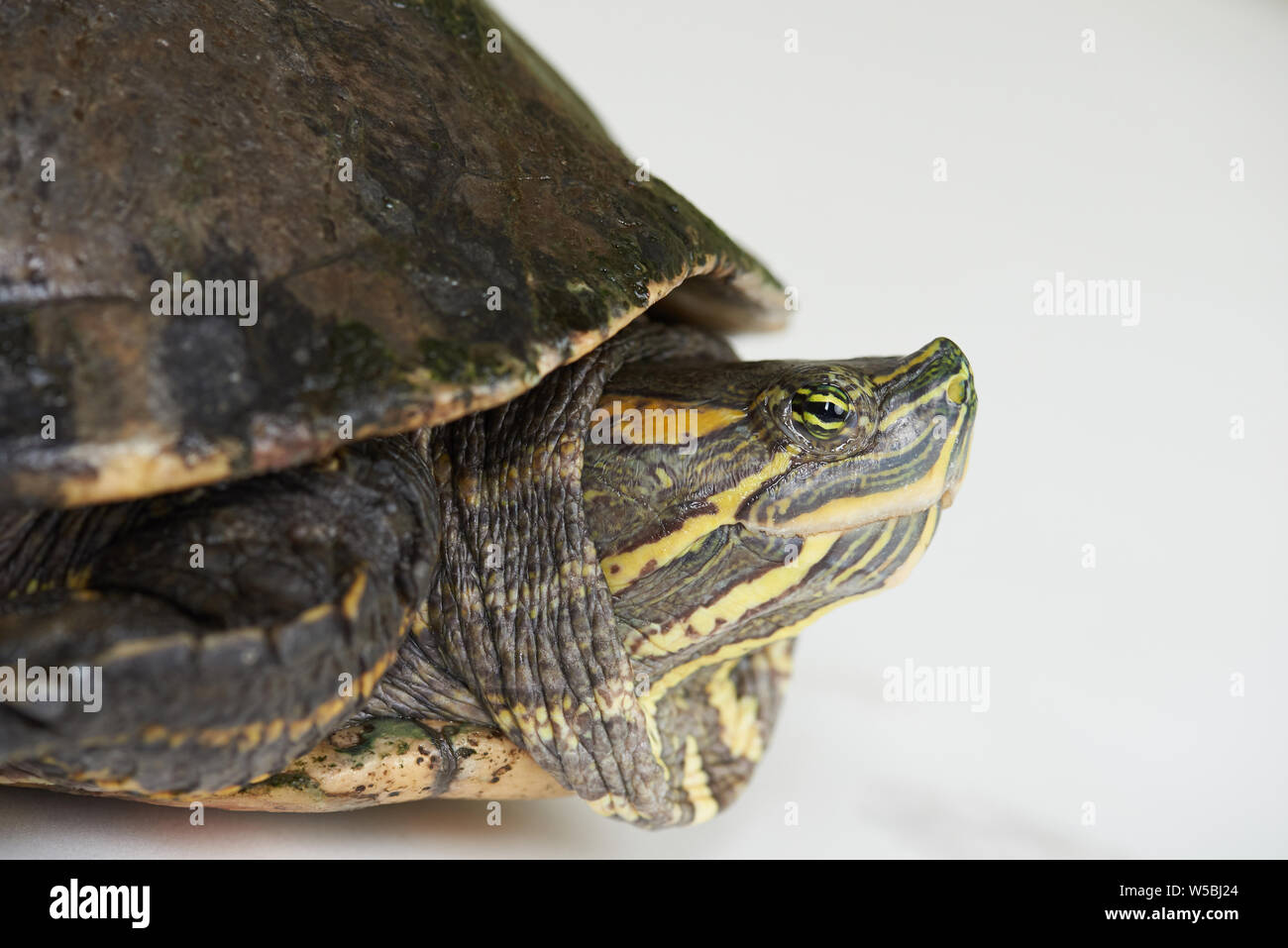 Profile portrait of colorful turtle isolated on white studio background ...