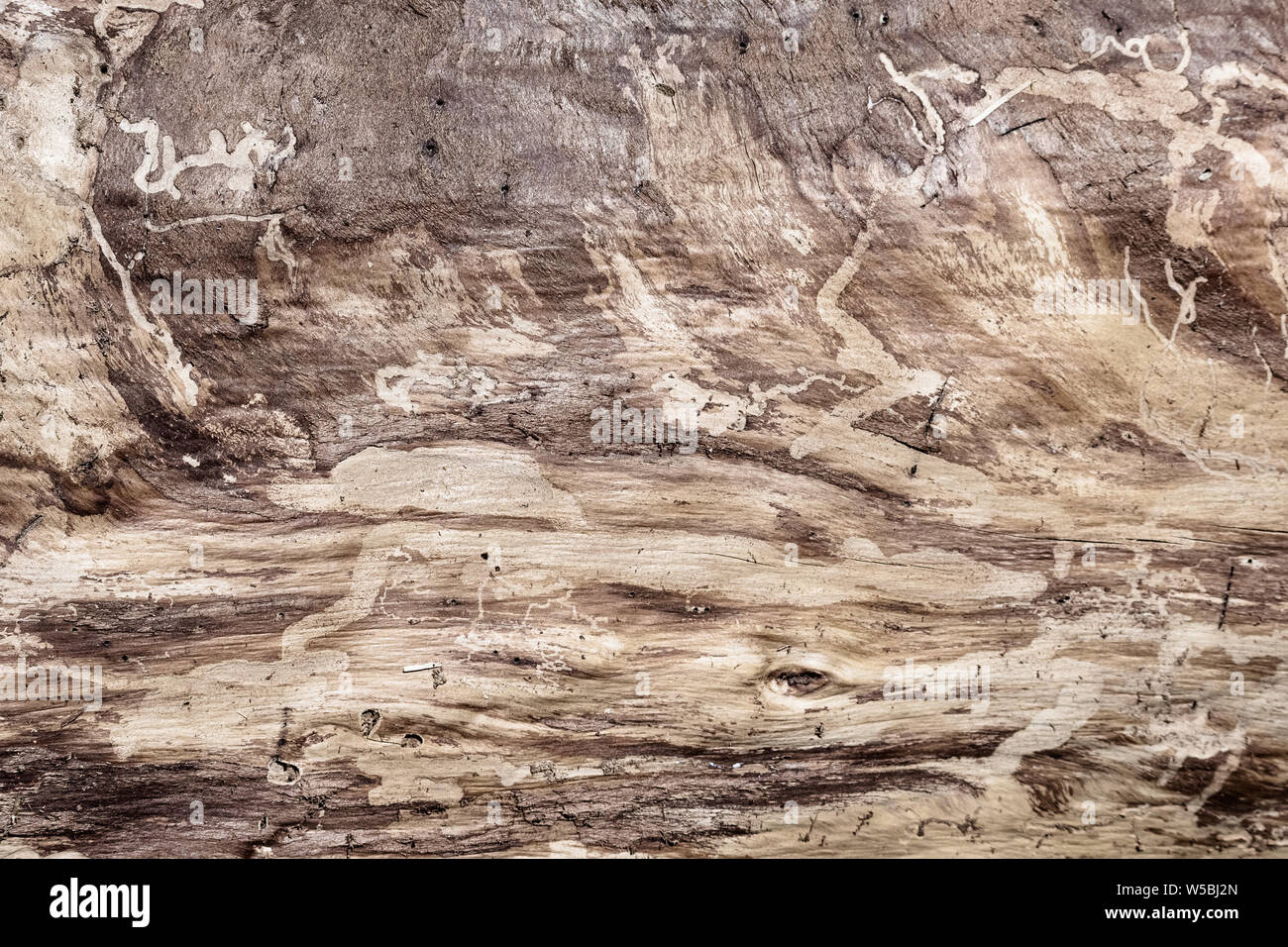 Pine tree trunk without bark texture; Mountain pine beetle tracks visible on the surface Stock Photo
