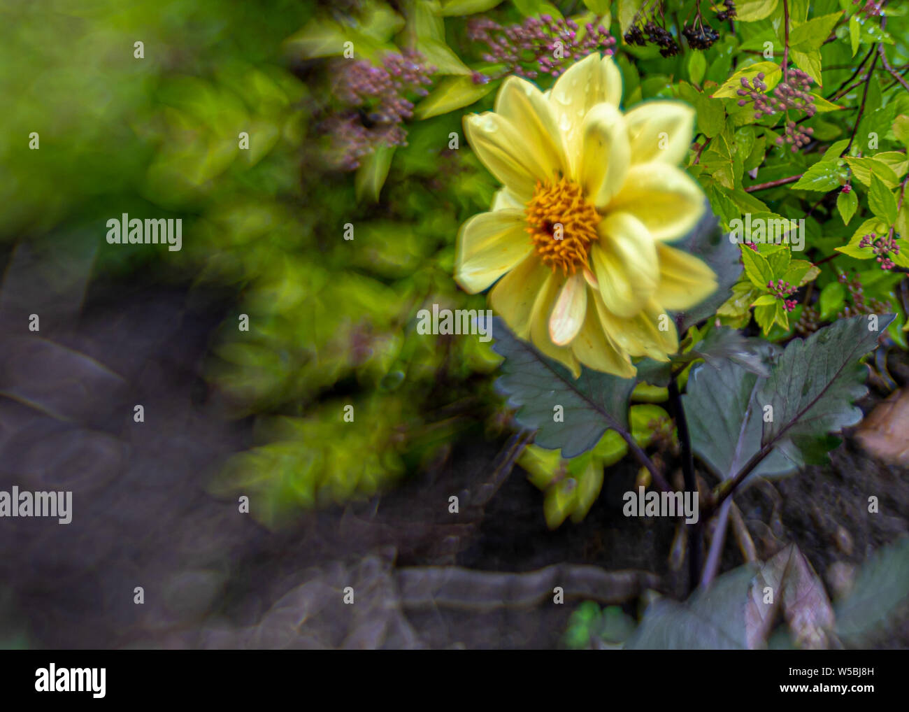 Single yellow Dahlia bloom with dark green foliage in right half of image with blurred garden foliage to left half. Stock Photo