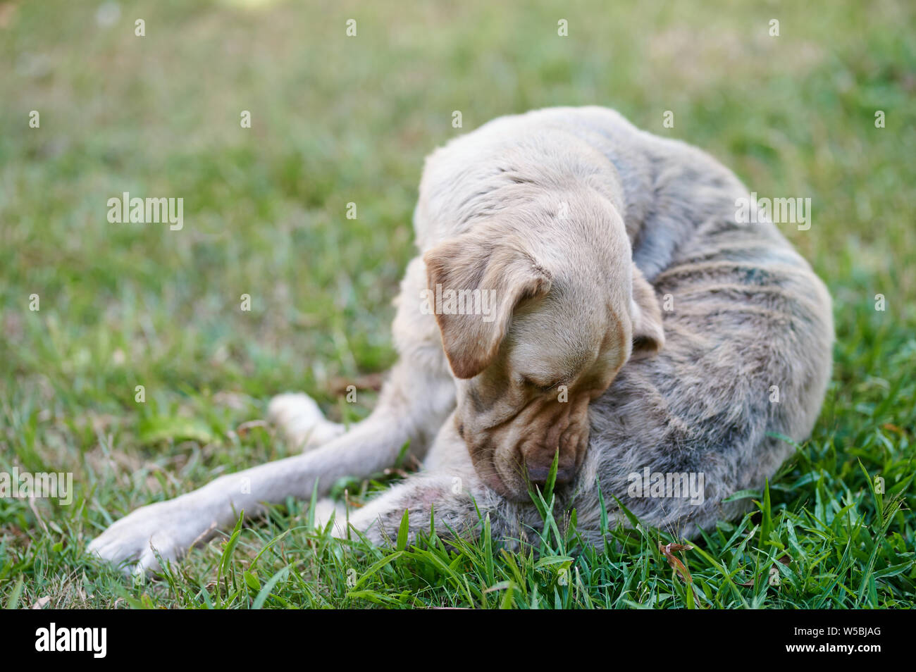 Labrador dog bite himself on green grass background Stock Photo