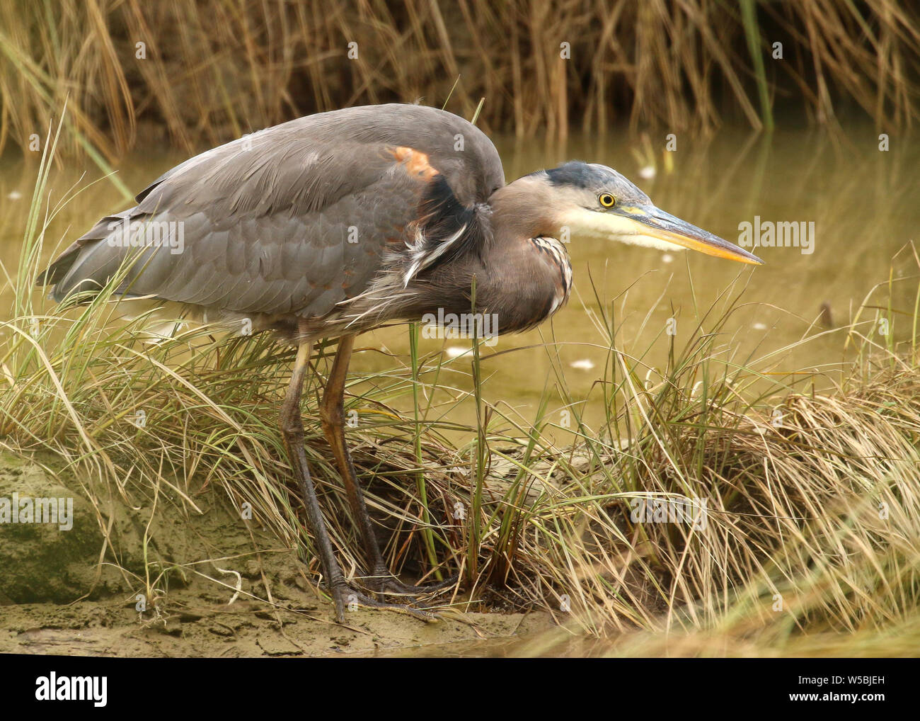 Grey Heron at side of river looking for a fish to eat Stock Photo