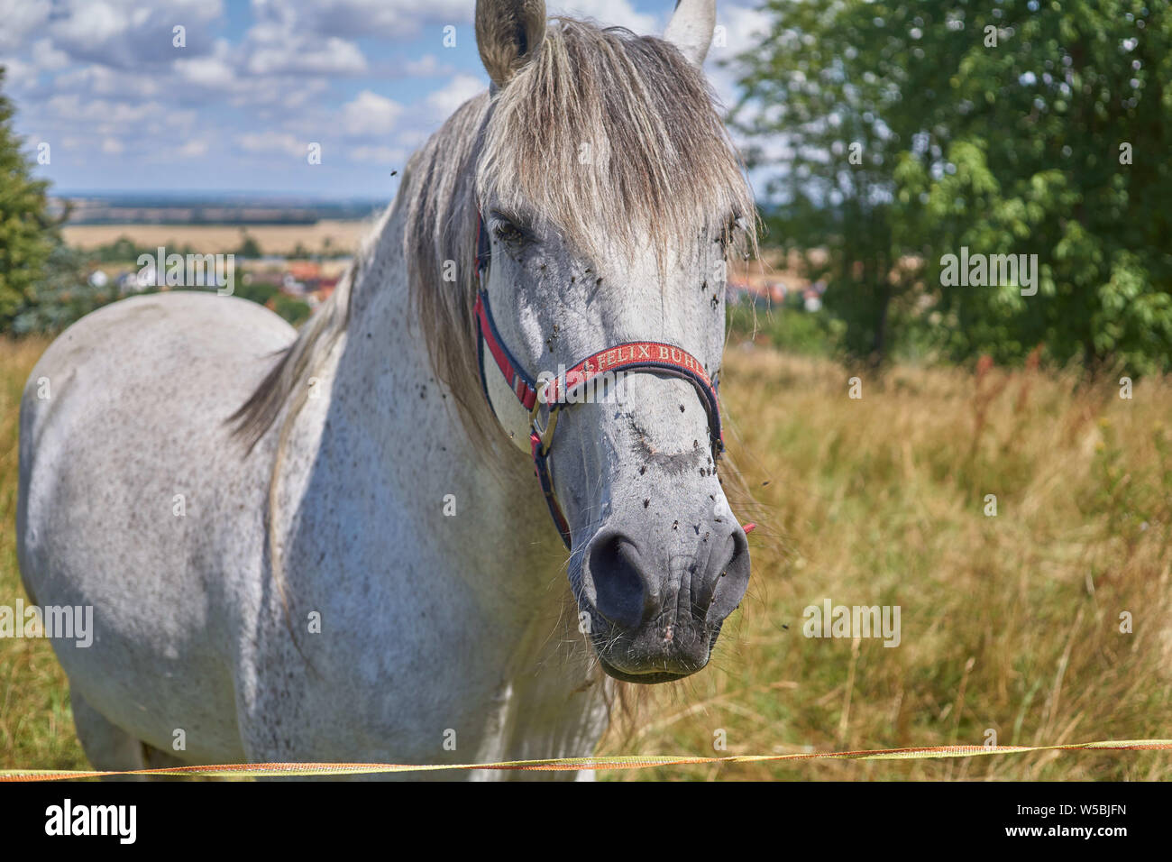 A white horse in front of the camera, while he eat some gras and chill in the sun. Stock Photo