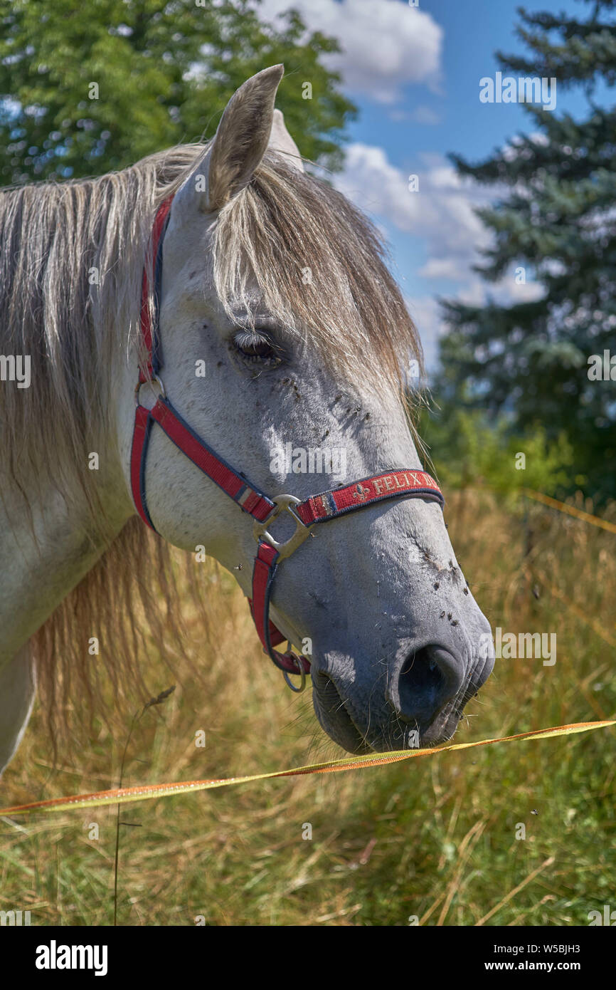 A white horse in front of the camera, while he eat some gras and chill in the sun. Stock Photo