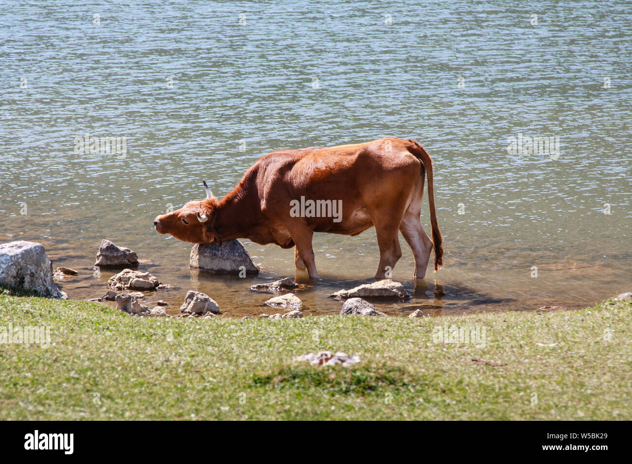 Cow bath hires stock photography and images Alamy