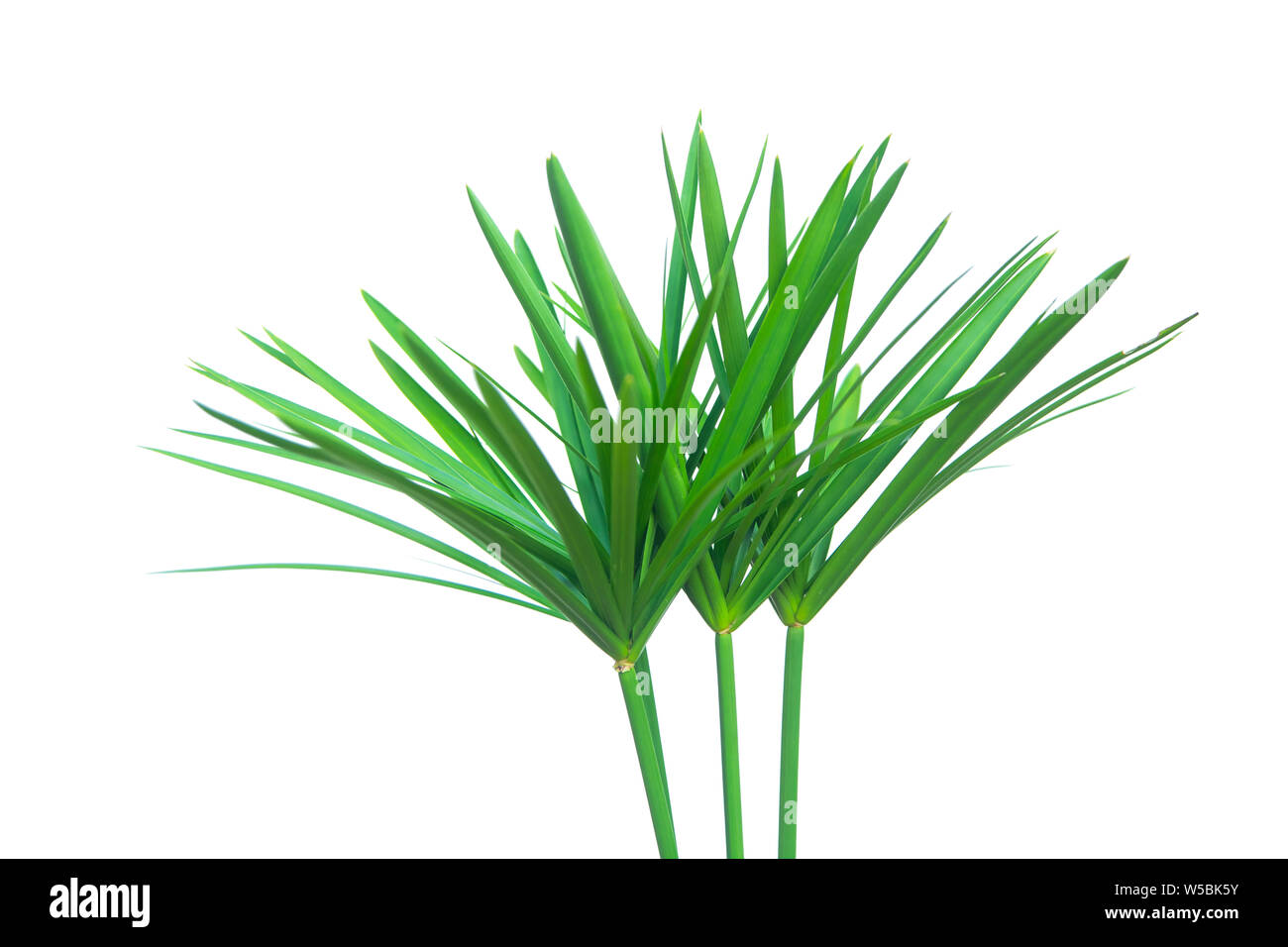 Umbrella plant, Papyrus, Cyperus alternifolius L. Isolated on white backgrund. with clipping path. Stock Photo